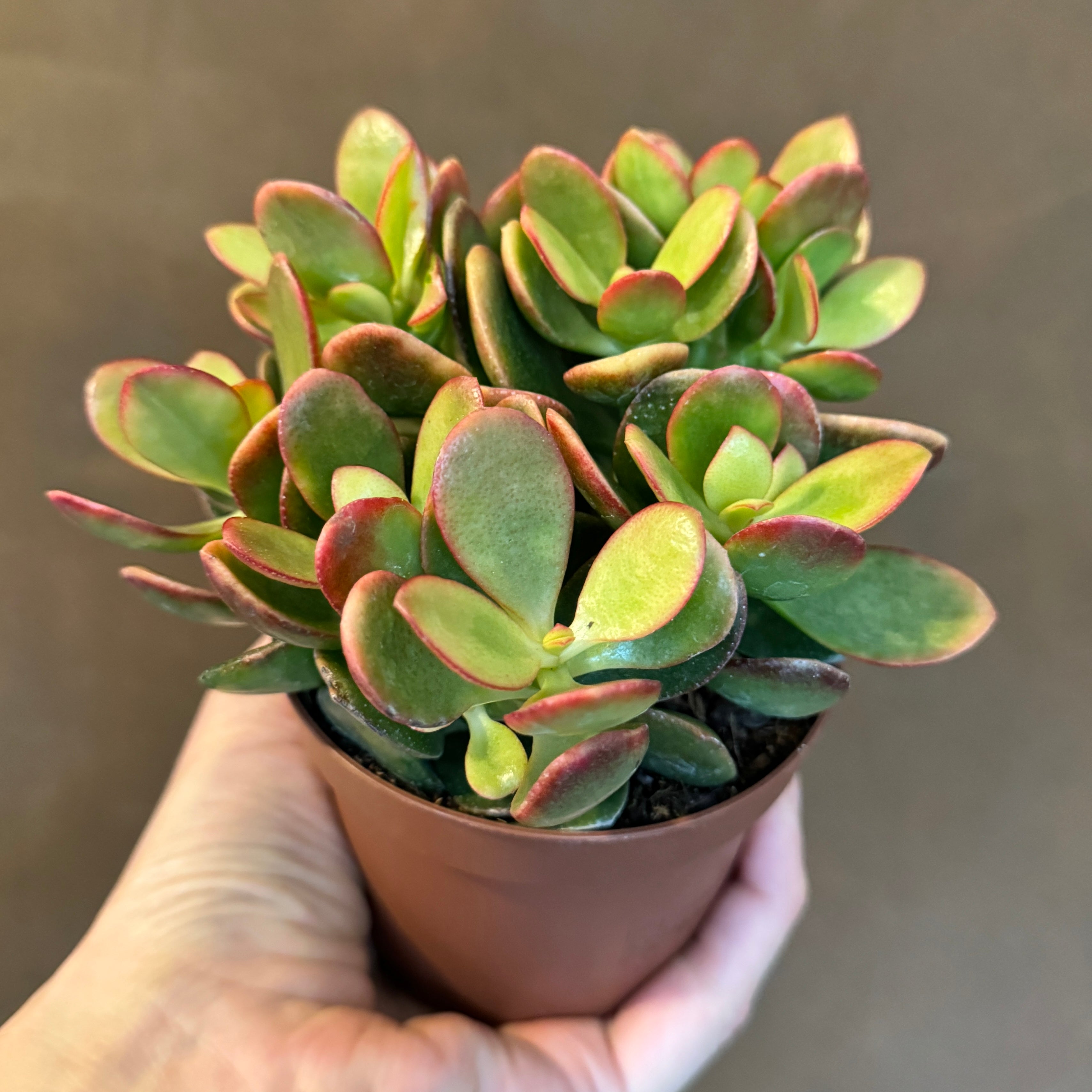 Crassula ovata 'Indian Summer'