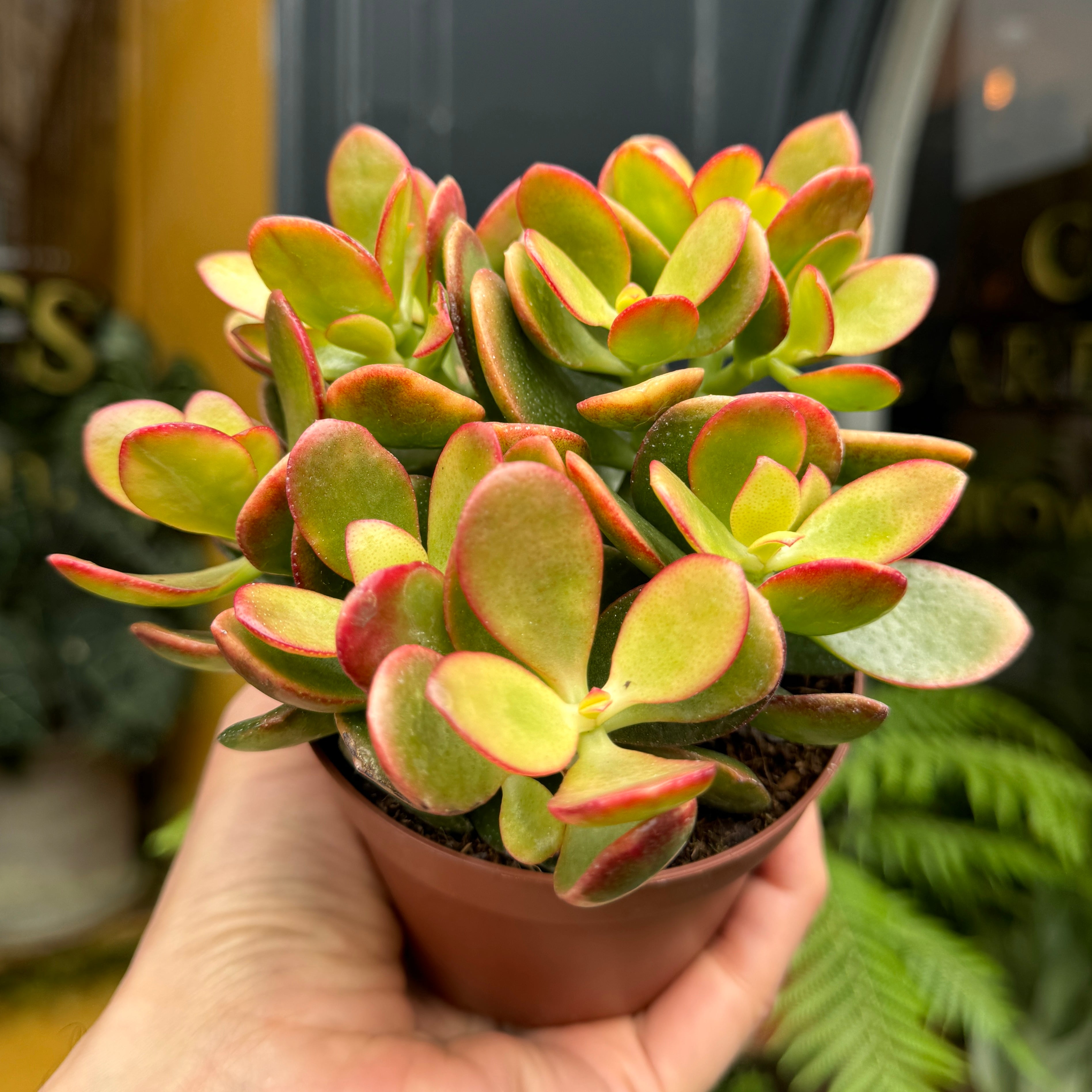 Crassula ovata 'Indian Summer'