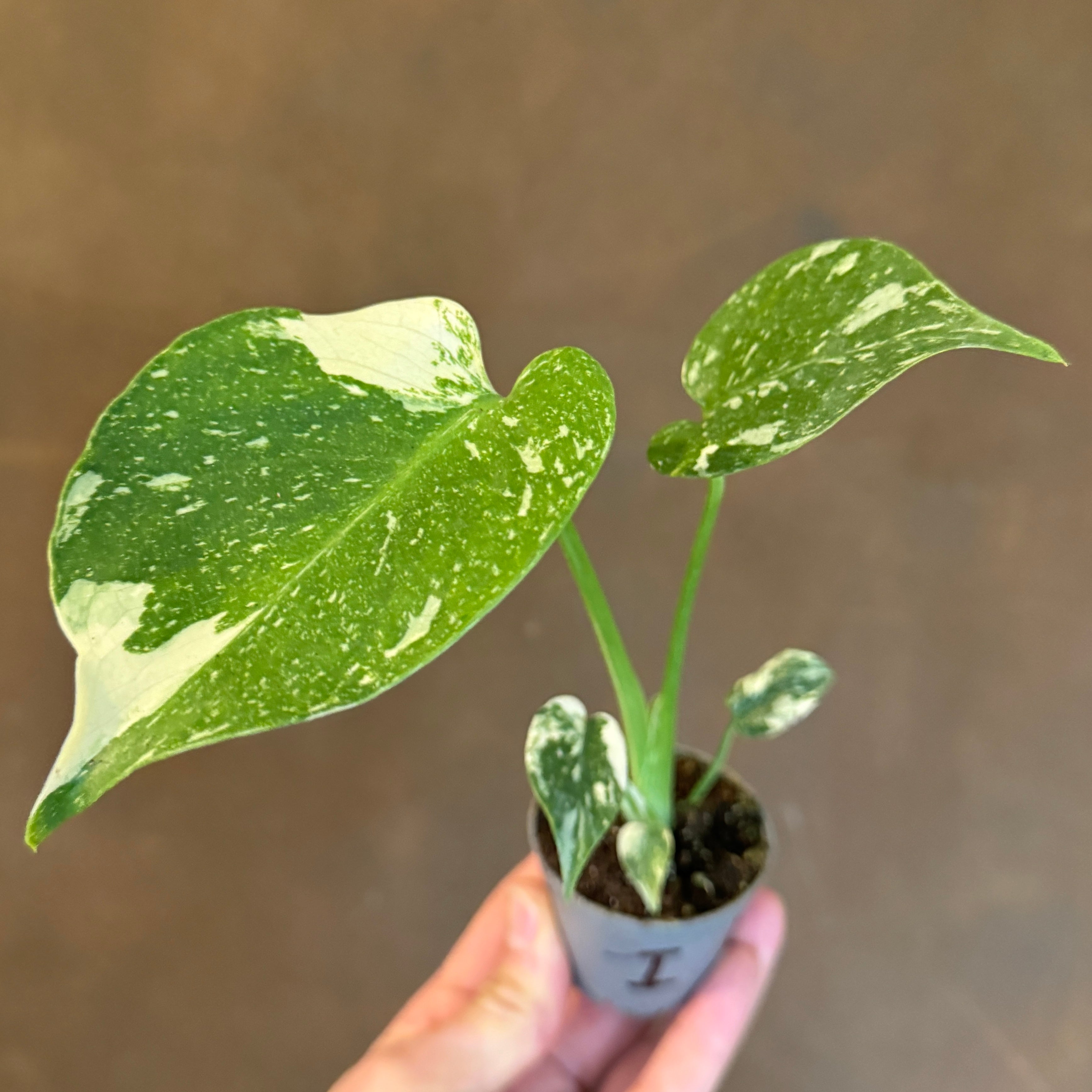 Monstera deliciosa ‘Thai Constellation’ (mini)