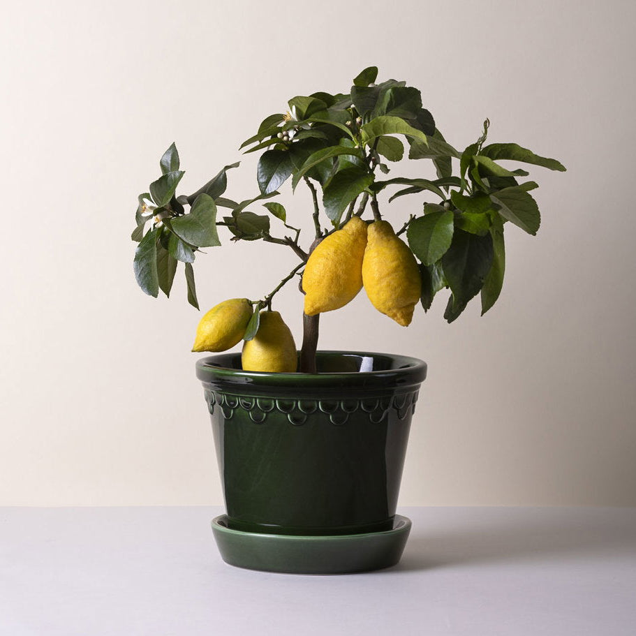 Lemon plant in a Bergs Potter Copenhagen Emerald Green Glazed pot with fruits on a plain background