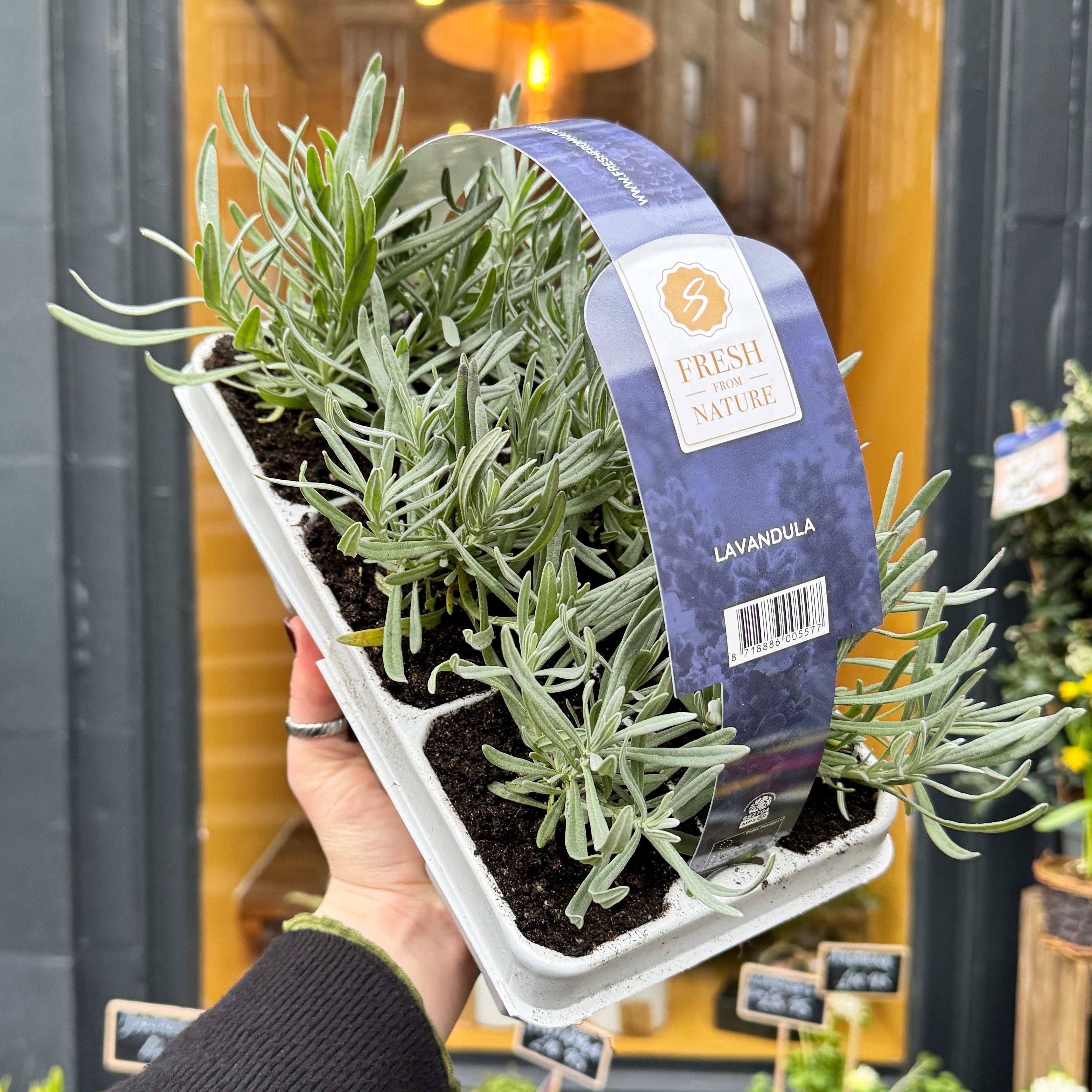 Hand holding a tray of lavender plants in a Lavandula carry pack of 6 plants. 