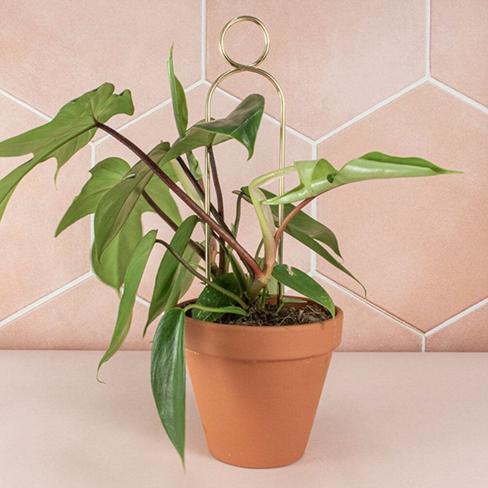 Mini Plant Stakes by Botanopia