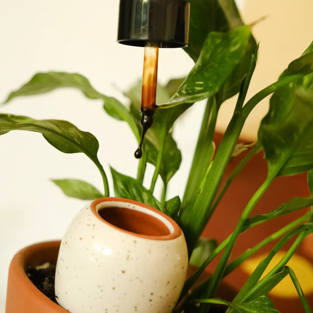 Pepin Indoor Plant Serum (60ml)