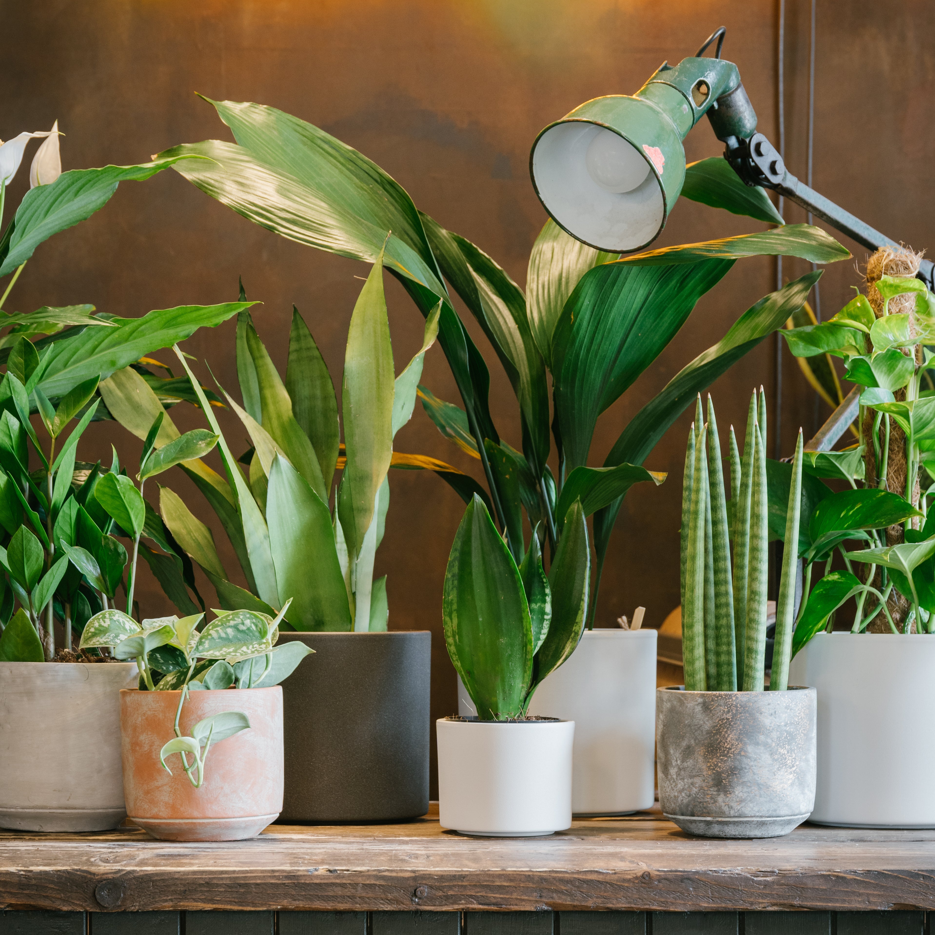 Monthly Indoor Plant Subscription