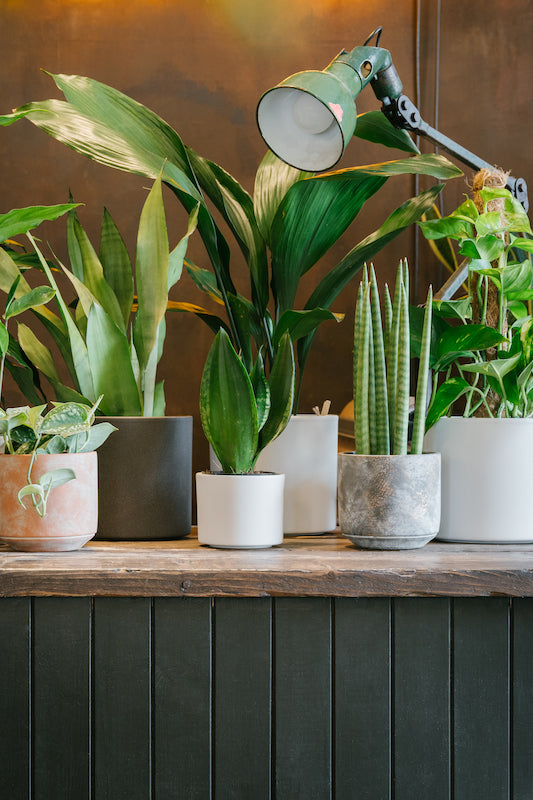 A portrait image showing a selection of houseplants, displayed in pots, upon a countertop in our Grove Street shop in Edinburgh.