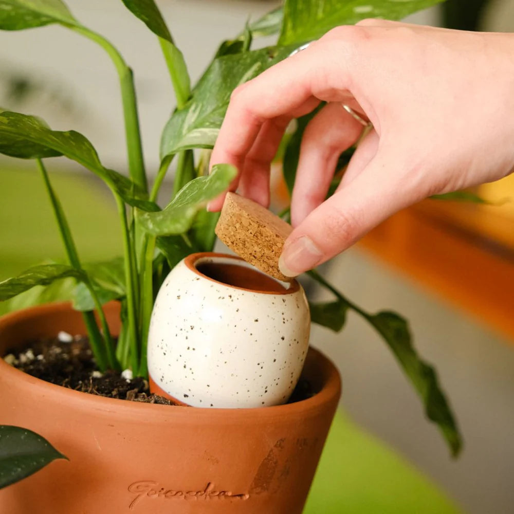 Pepin Ollas | Natural Plant Watering System