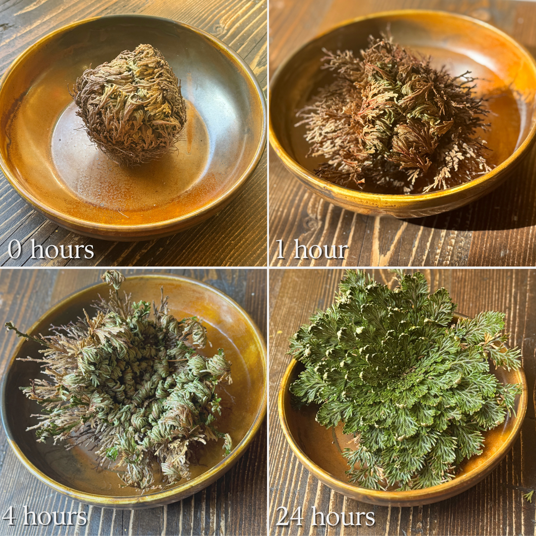 Time-lapse of Rose of Jericho plant, showing changes over 24 hours.