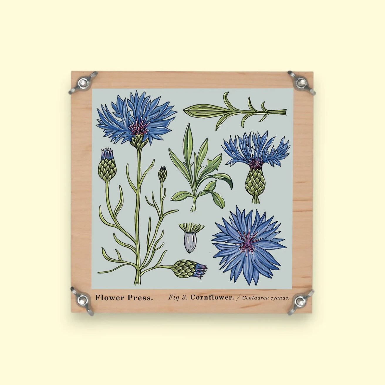 Studio Wald Flower Press with illustrations of cornflowers and green leaves on a beige background