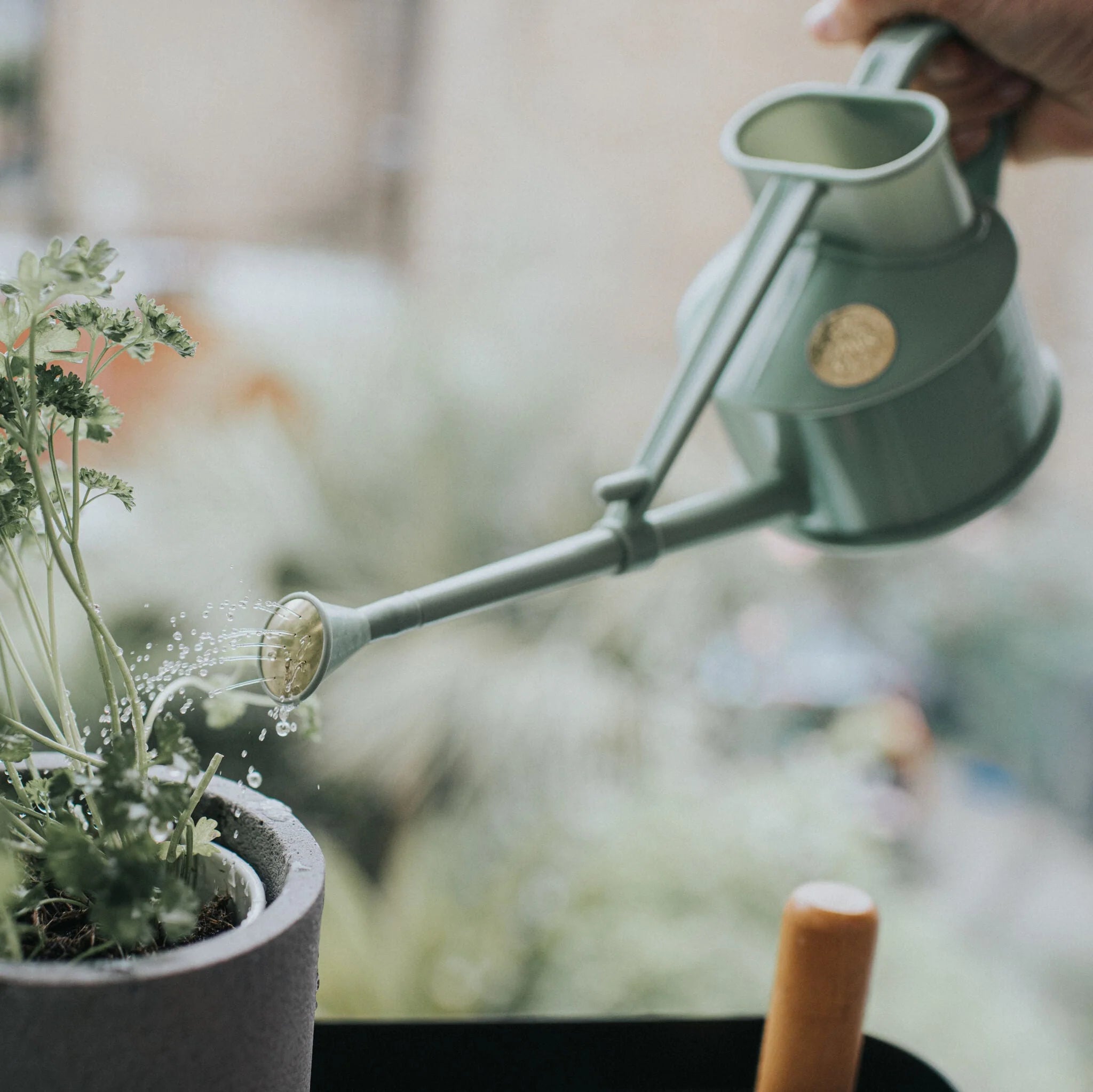 Haws | The Langley Sprinkler - One Pint