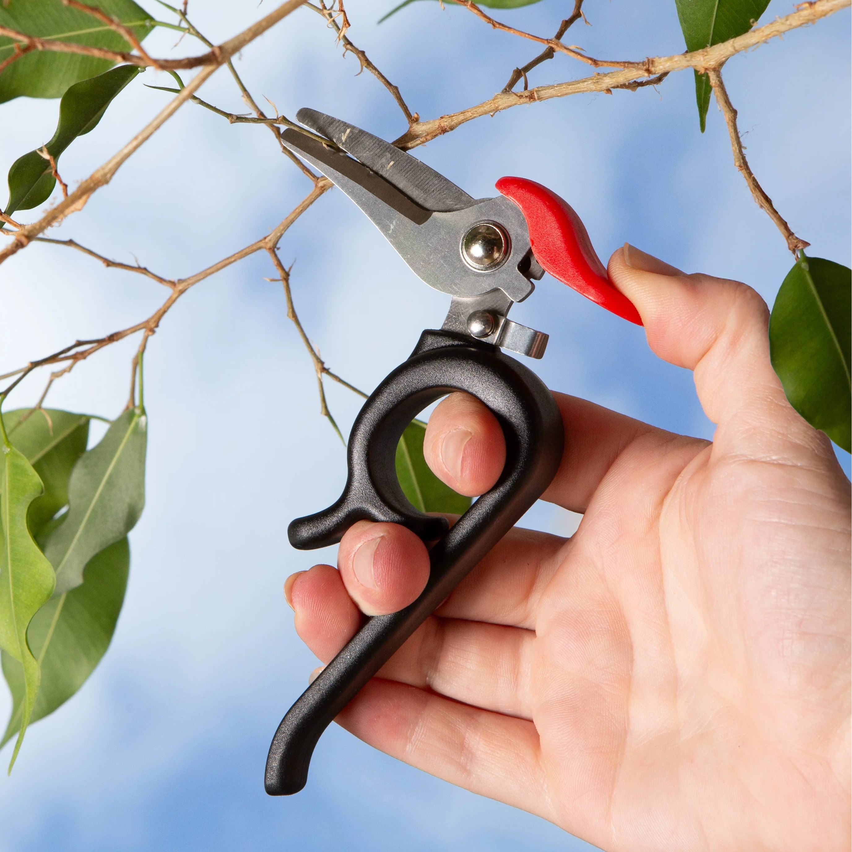 Hand holding a pair of Woodpecker shaped pruning shears with a blurred background of green leaves and branches.