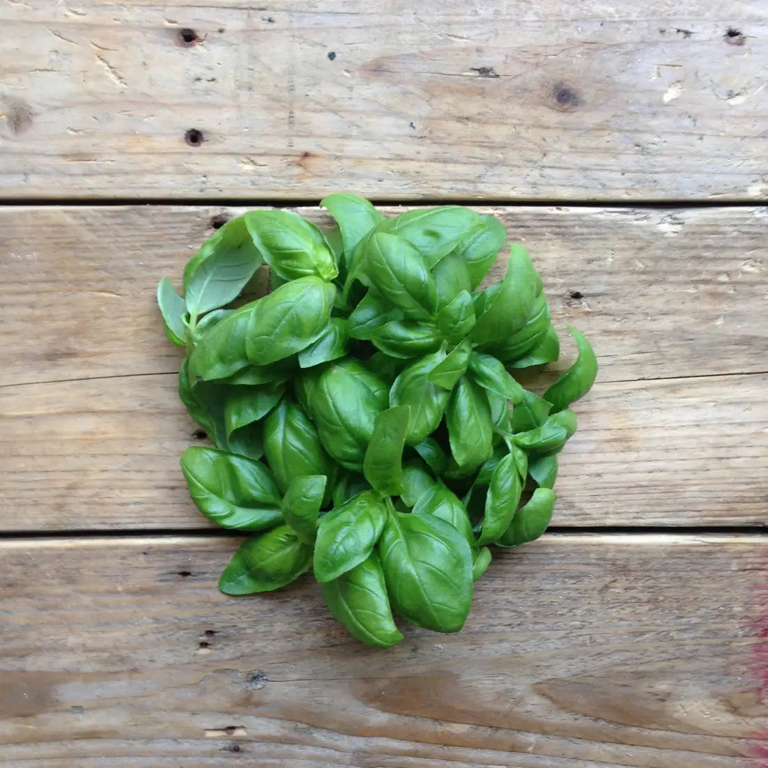 Piccolo Herb Seed Packs