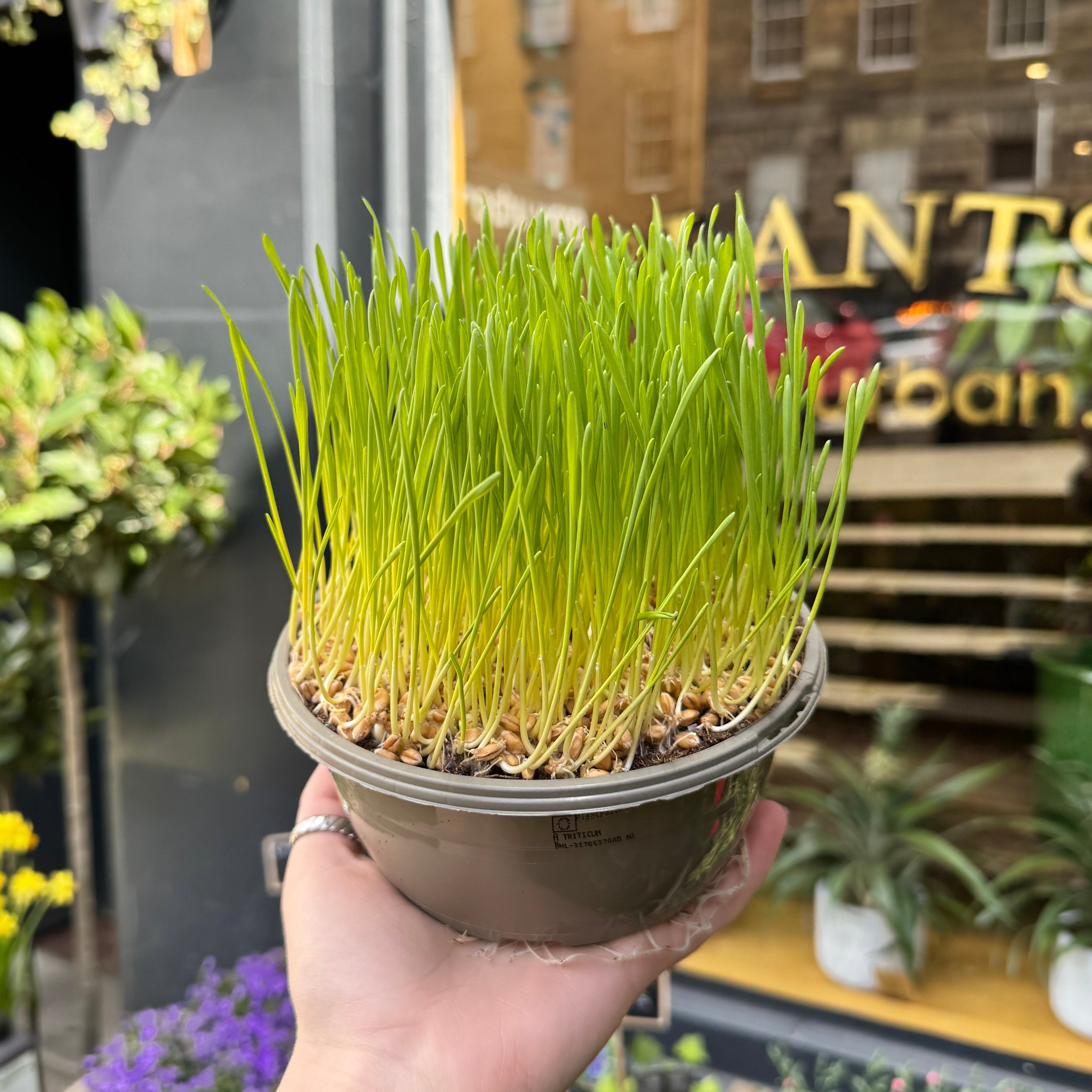 Cat Grass
