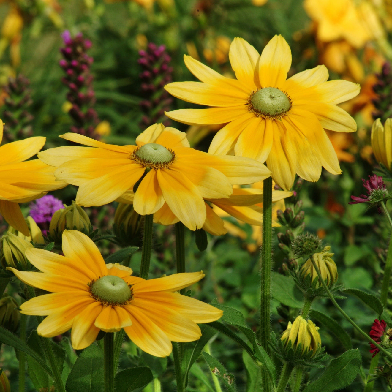 Piccolo Flower Seed Packs