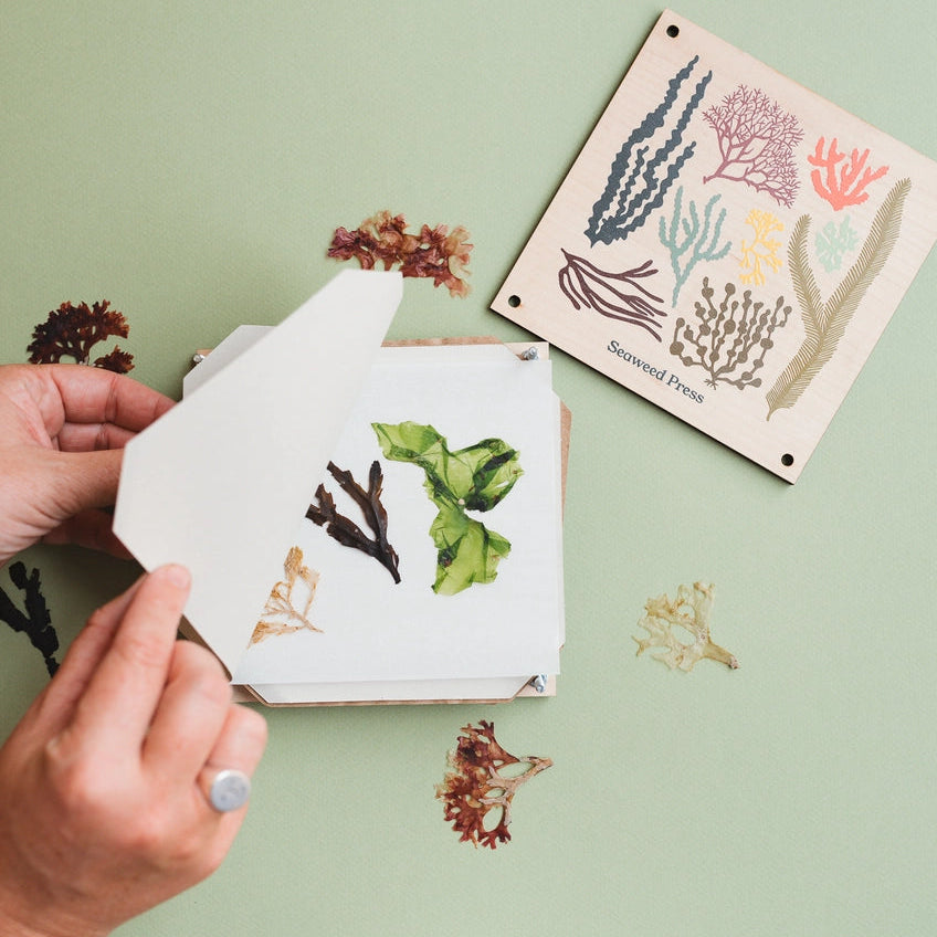 Person holding a white card with seaweed designs on a light green background