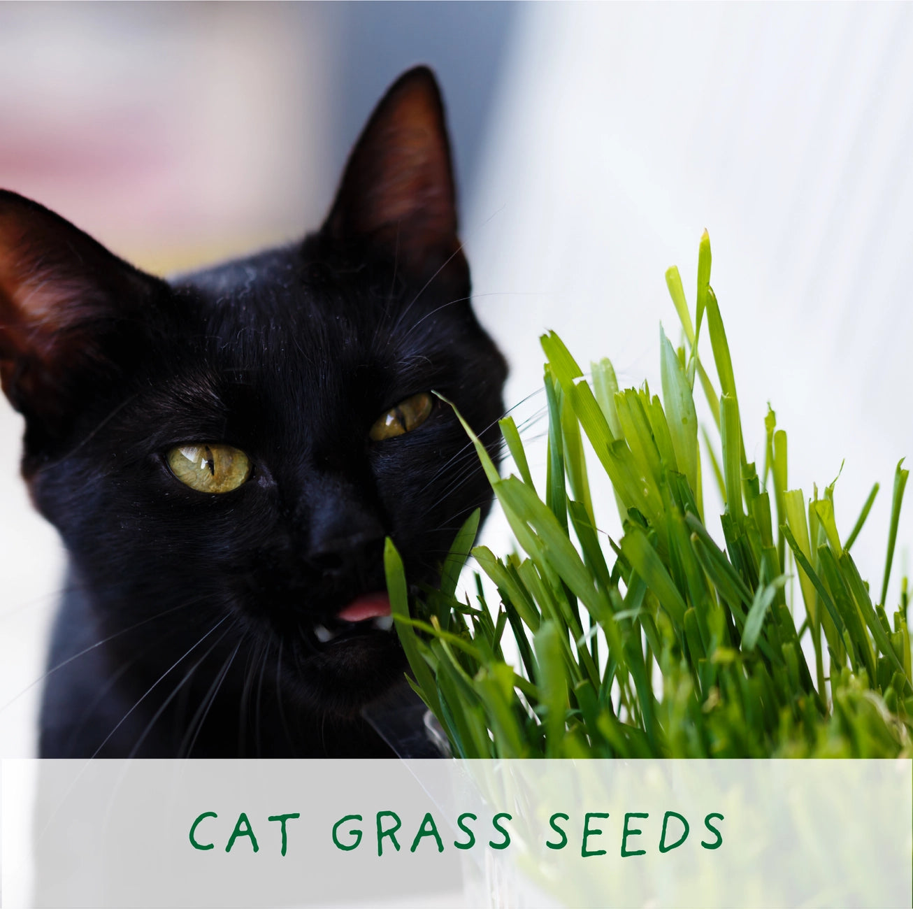 Purrfect Treat | Grow Your Own Cat Plants Kit