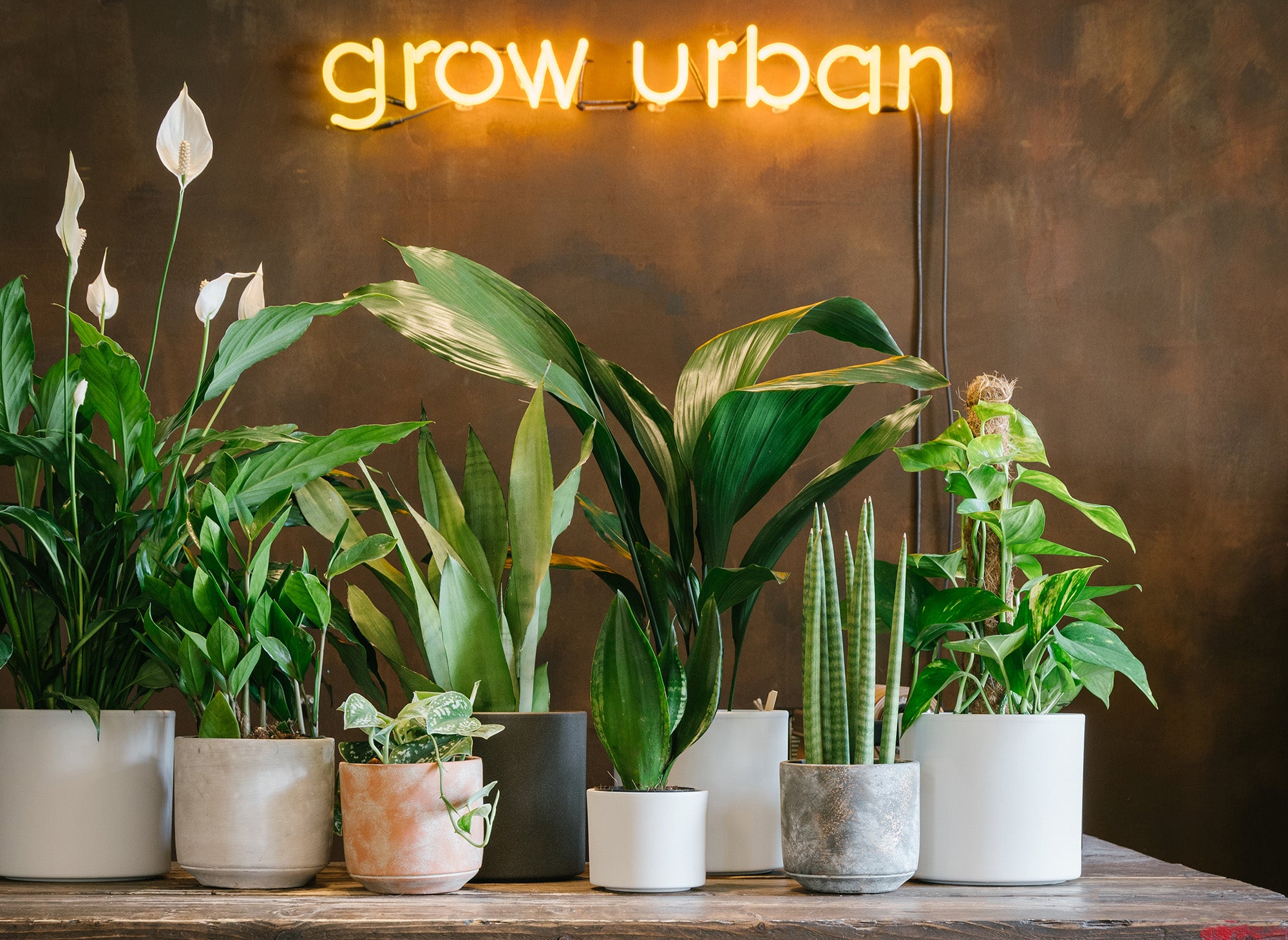 Indoor plants displayed in decorative pots beside the grow urban logo inside our Edinburgh plant shop.