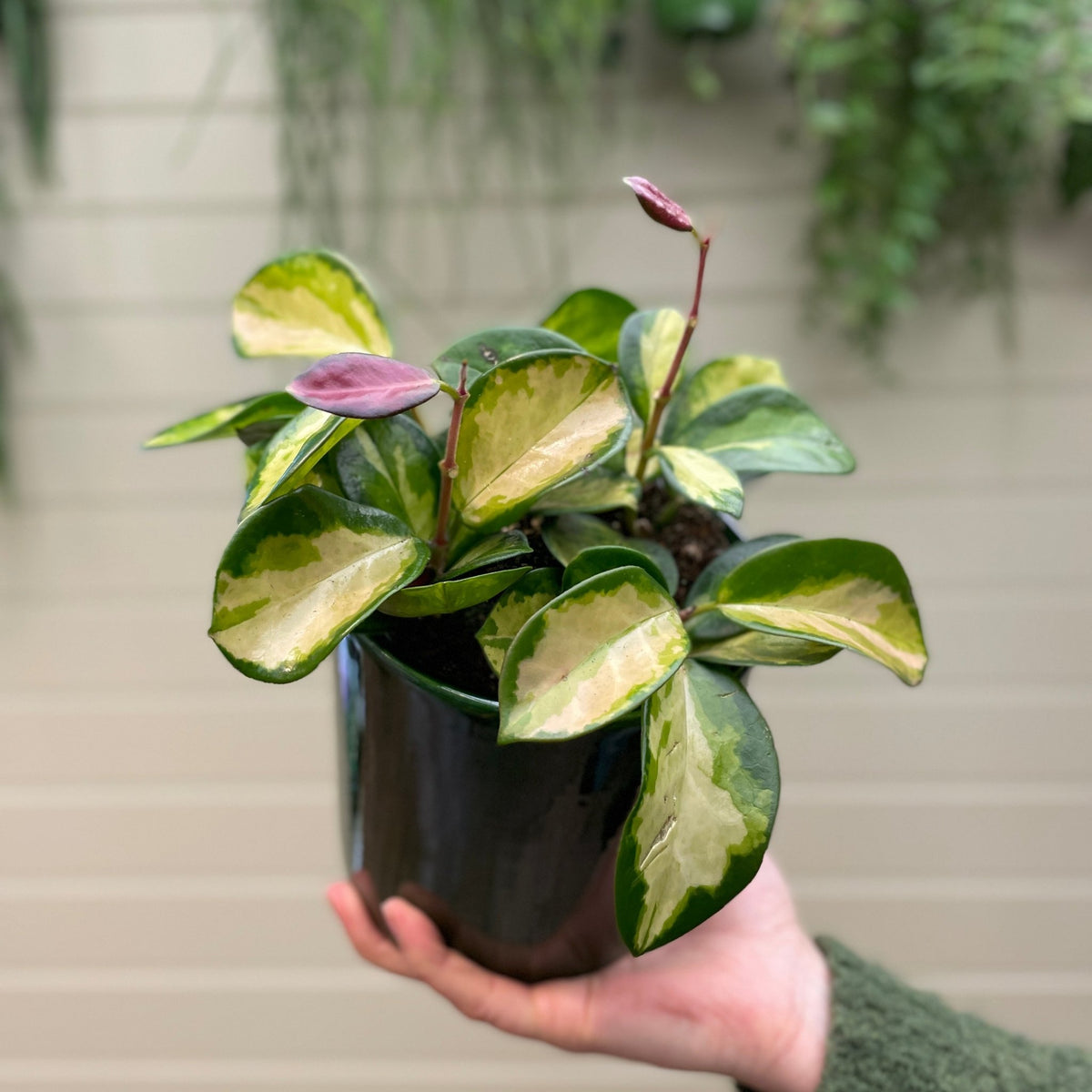 Hoya australis ‘Lisa’