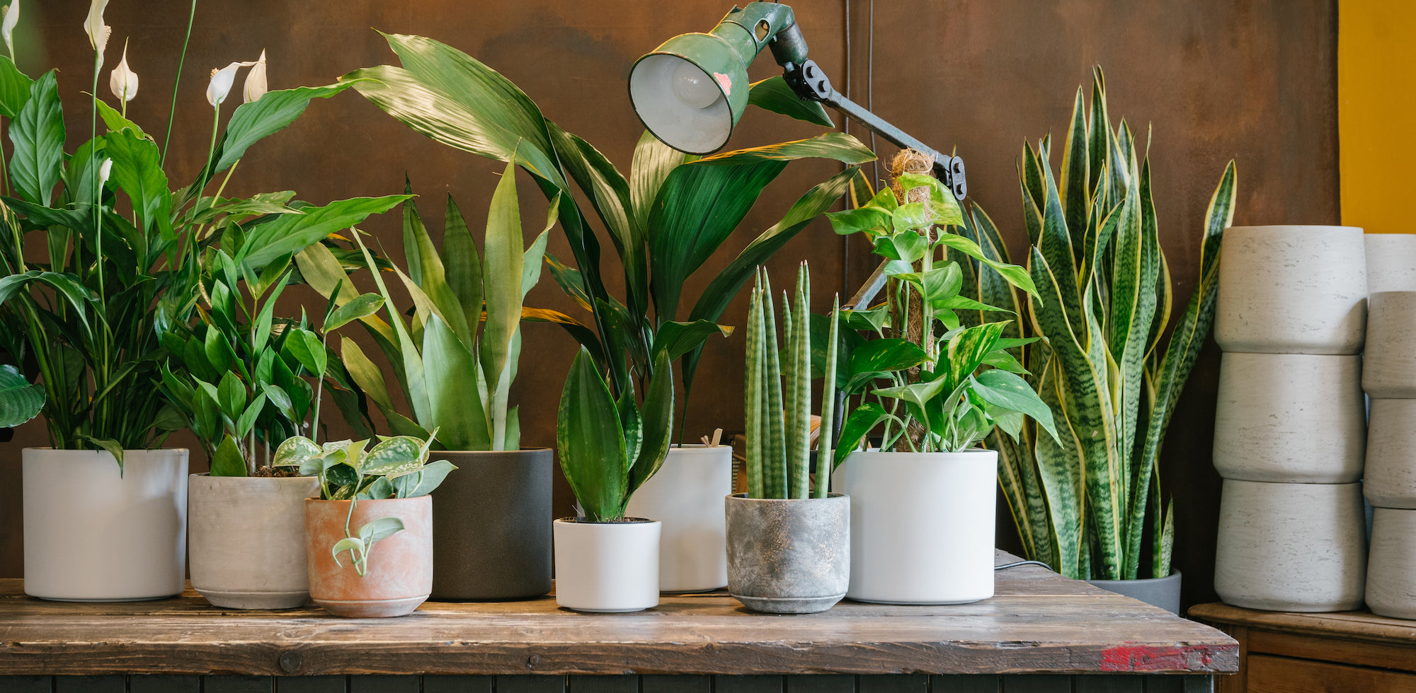 A selection of indoor houseplants in decorative pots displayed on a countertop at grow urban, an Edinburgh plant shop offering UK delivery.