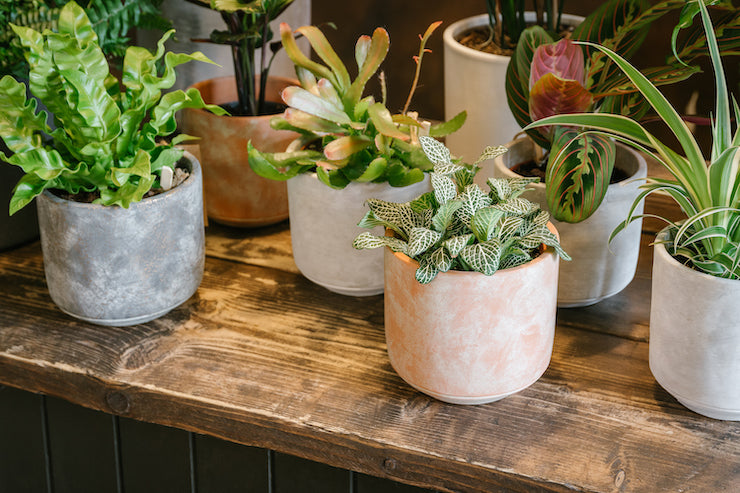 Pet friendly houseplants in decorative pots on a countertop in a shop