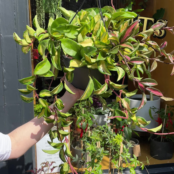 Hoya carnosa ‘Tricolor’ (19cm hangpot)