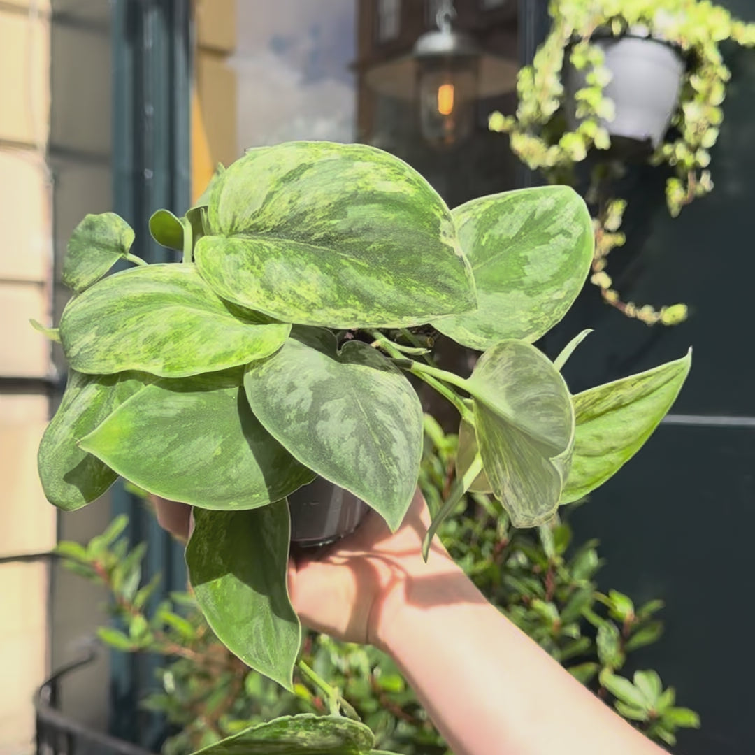 Video of Scindapsus 'Silver Knight'.