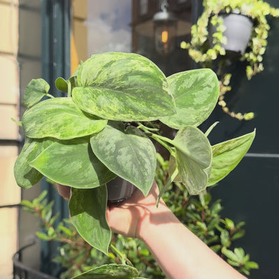 Video of Scindapsus 'Silver Knight'.