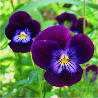 Piccolo Flower Seed Packs