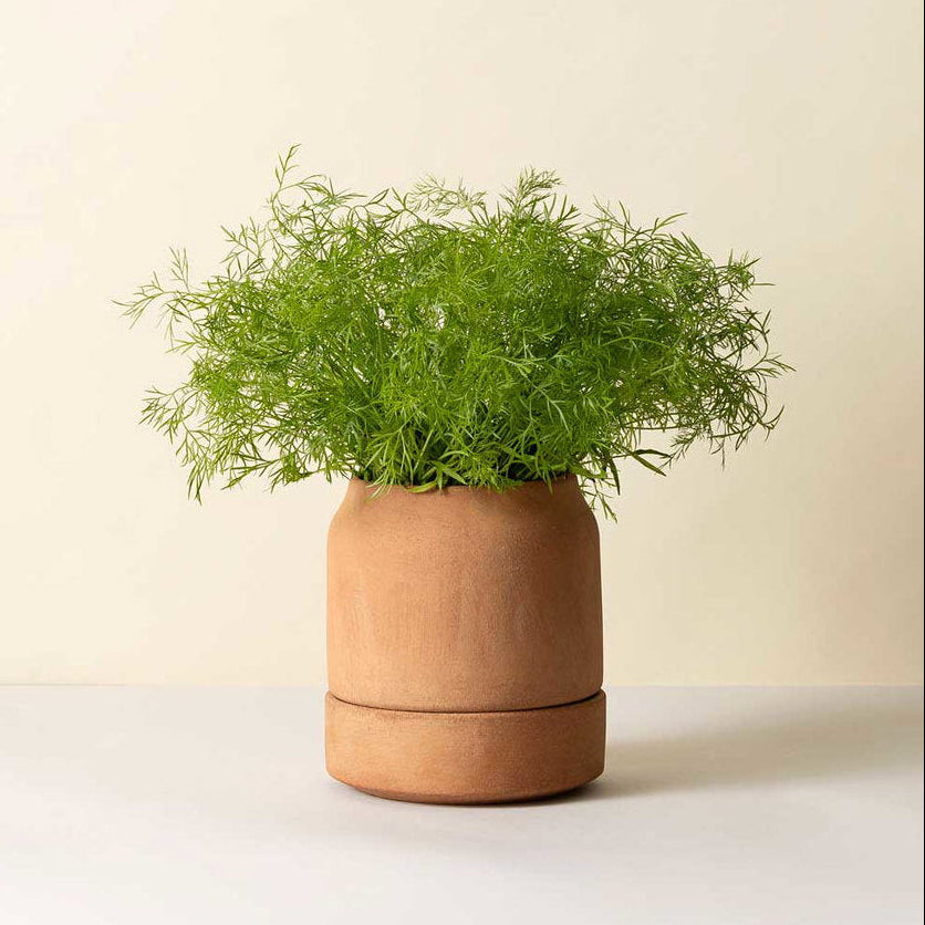 A small potted green herb plant in a matte terracotta-colored ceramic pot with a matching saucer, set against a plain beige background.