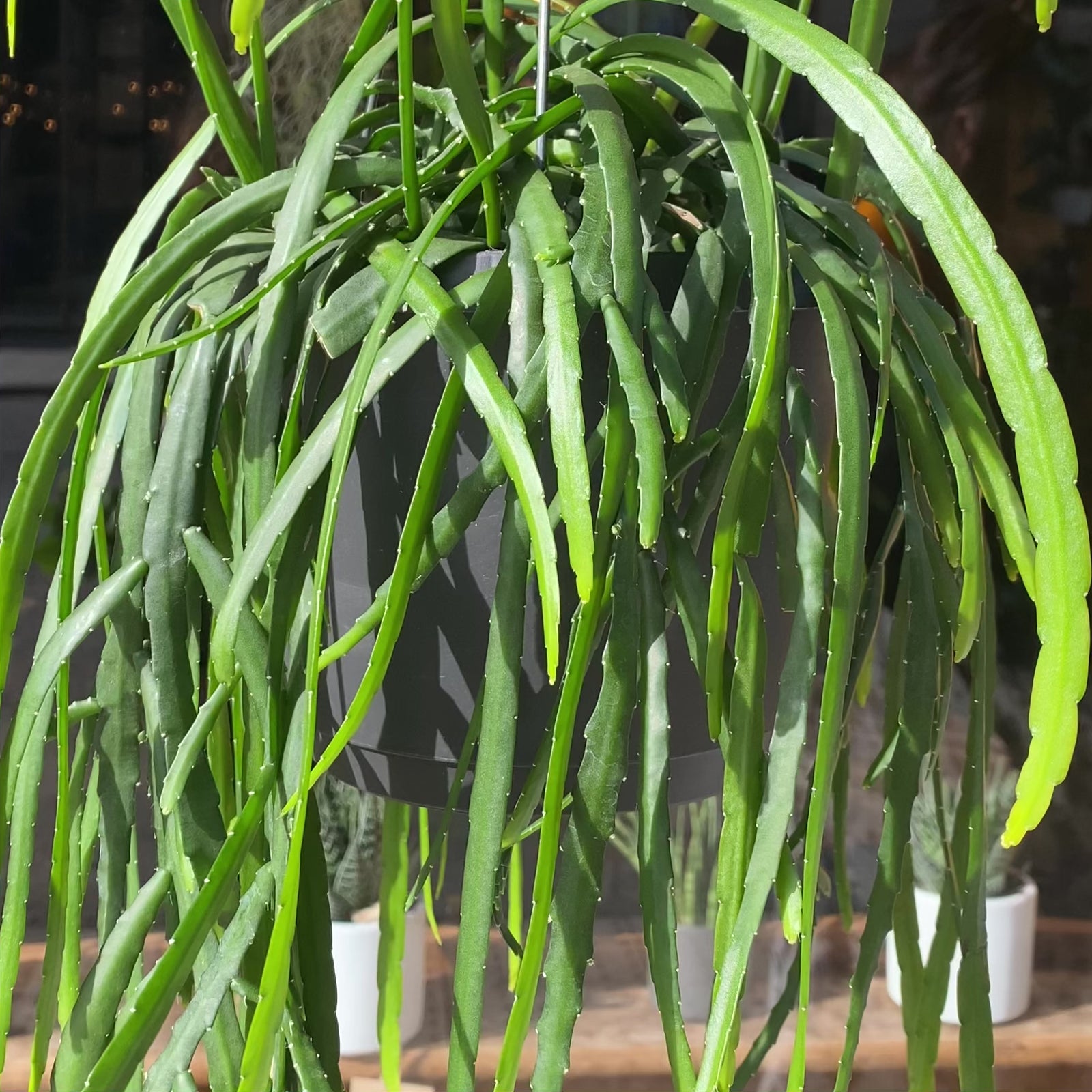 Blattkaktus - Lepismium Bolivianum - 17cm - 25cm