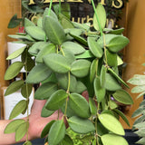 Hoya burtoniae