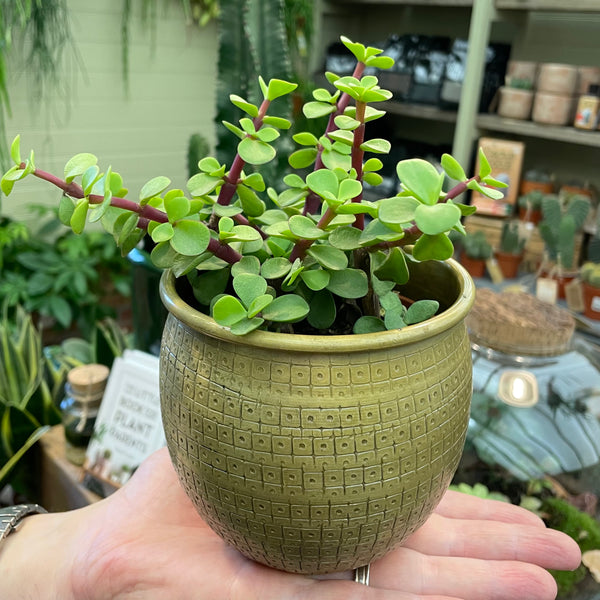 Indoor Plant Pots UK Buy Plant Pots Online grow urban. Edinburgh