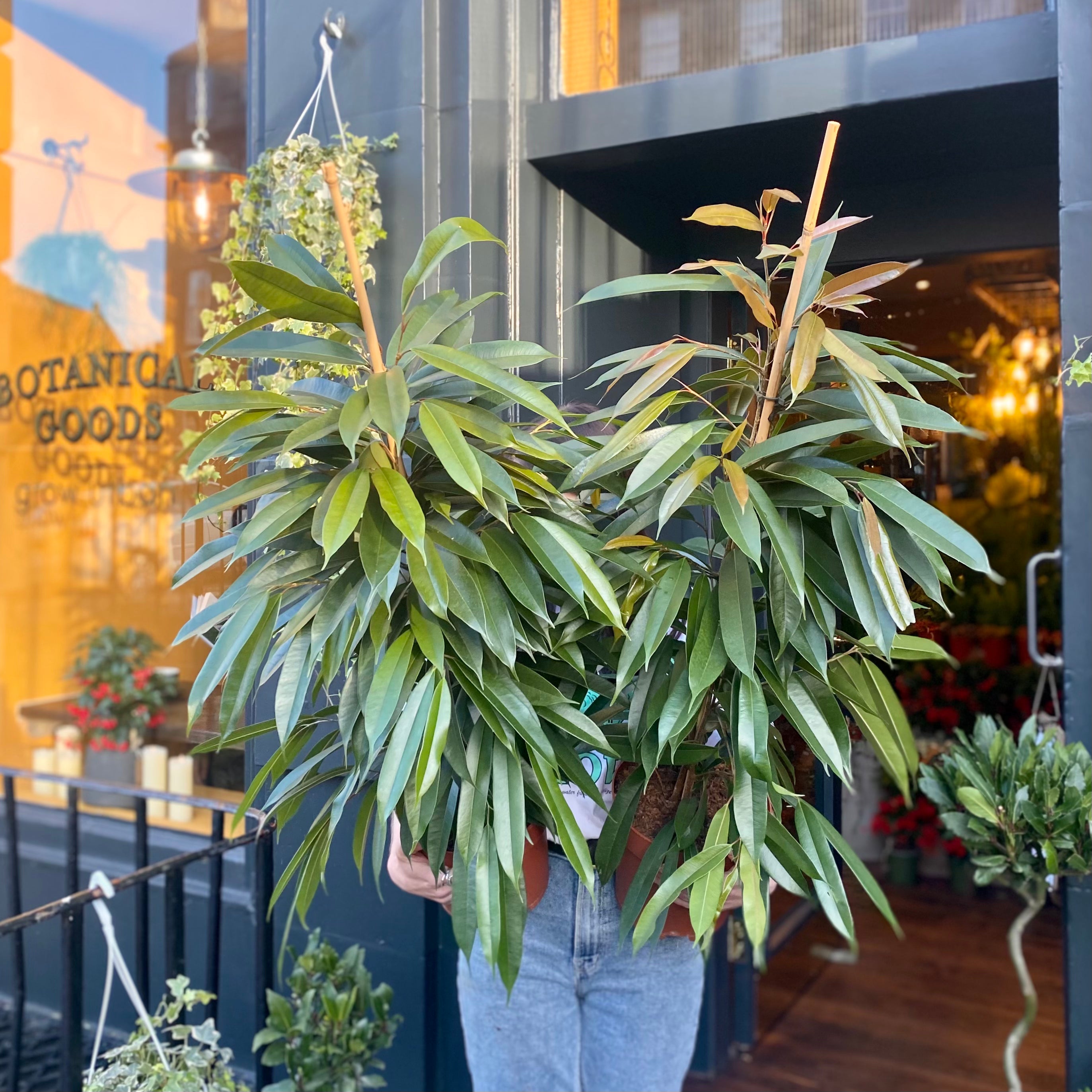 Ficus ‘Amstel King’ (21cm pot) - grow urban. UK