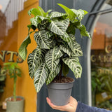 Aphelandra ‘Dania’ (17cm pot) - grow urban. UK