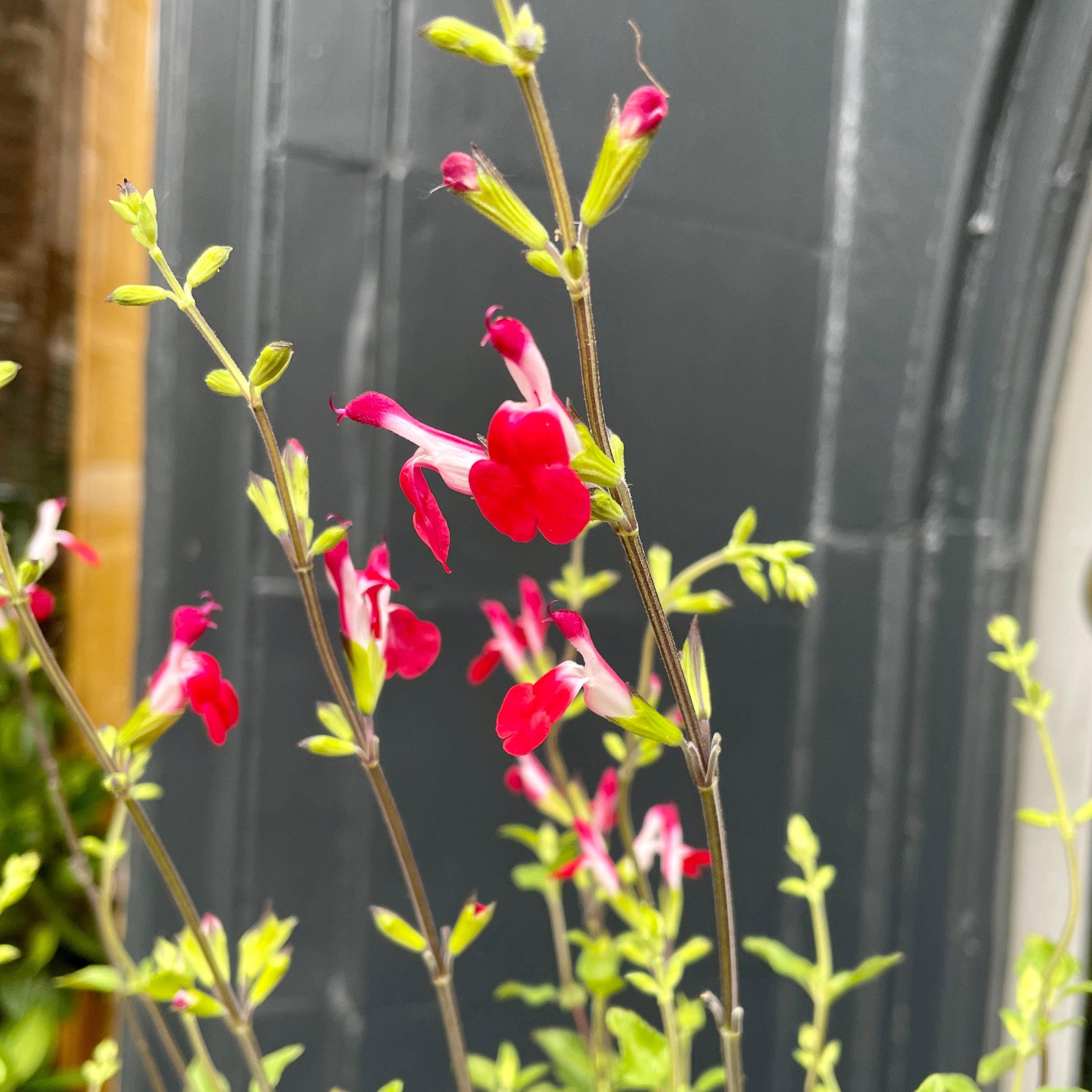 Salvia 'Hot Lips' - grow urban. UK