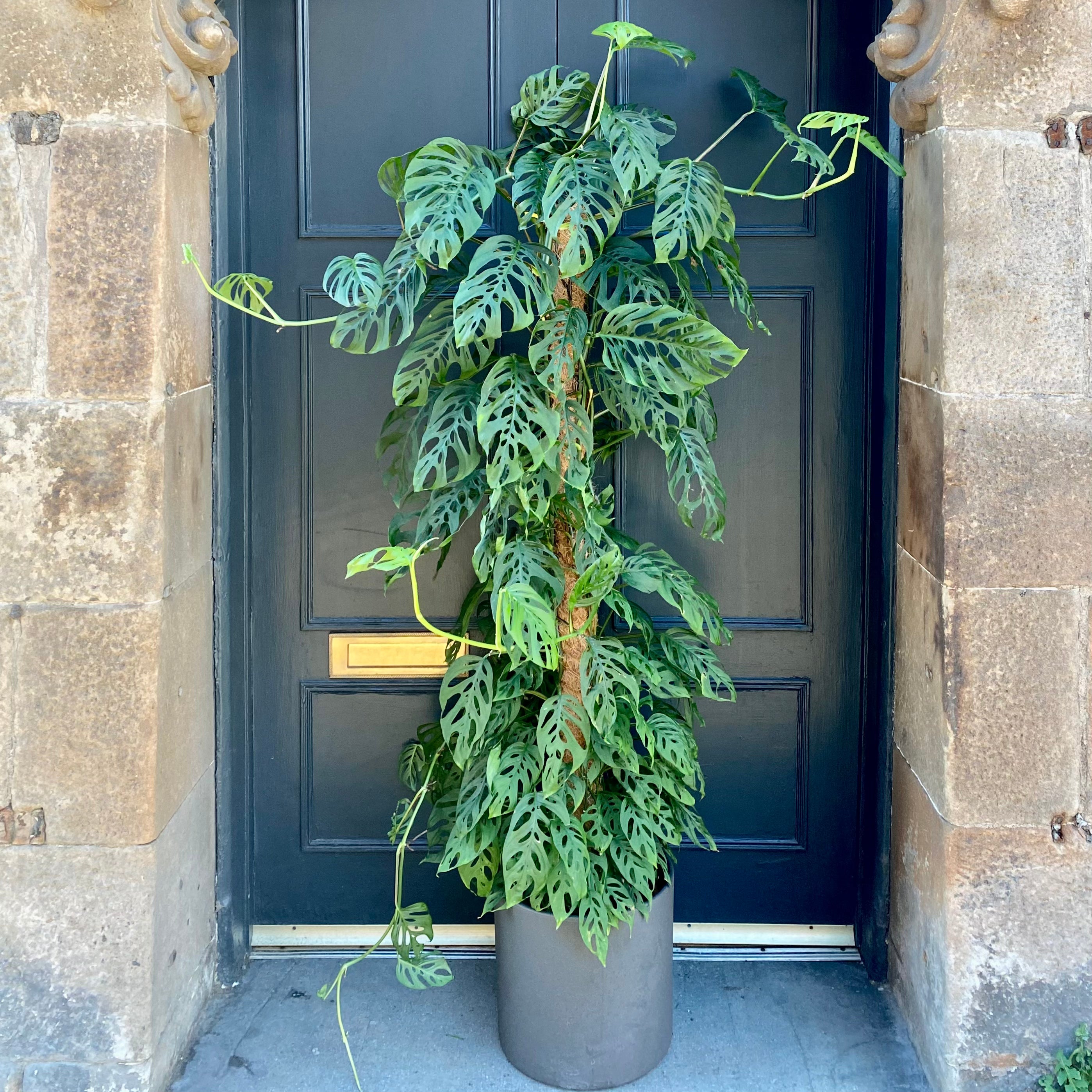 Monstera adansonii (170cm) - grow urban. UK