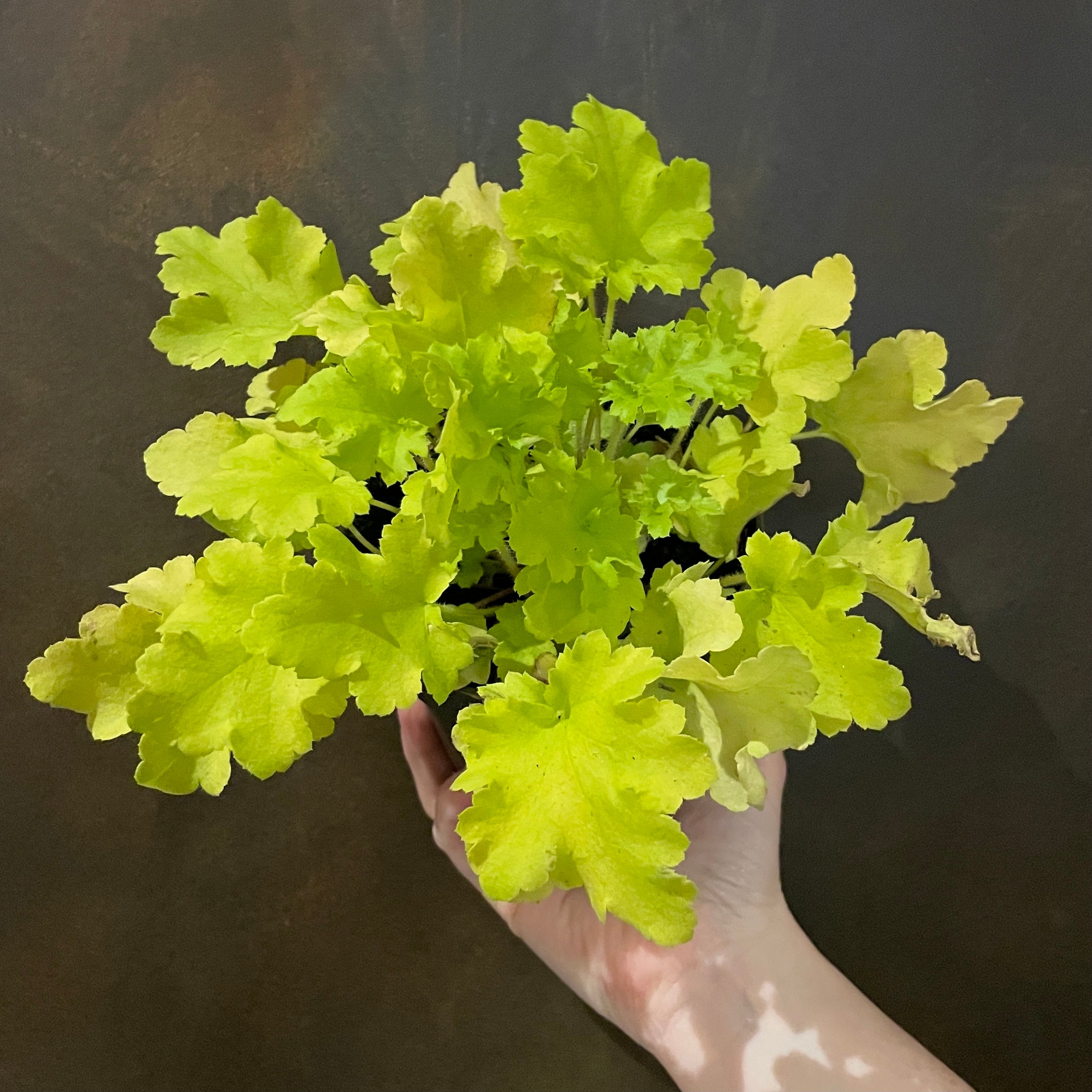 Heuchera 'Lime Marmalade'