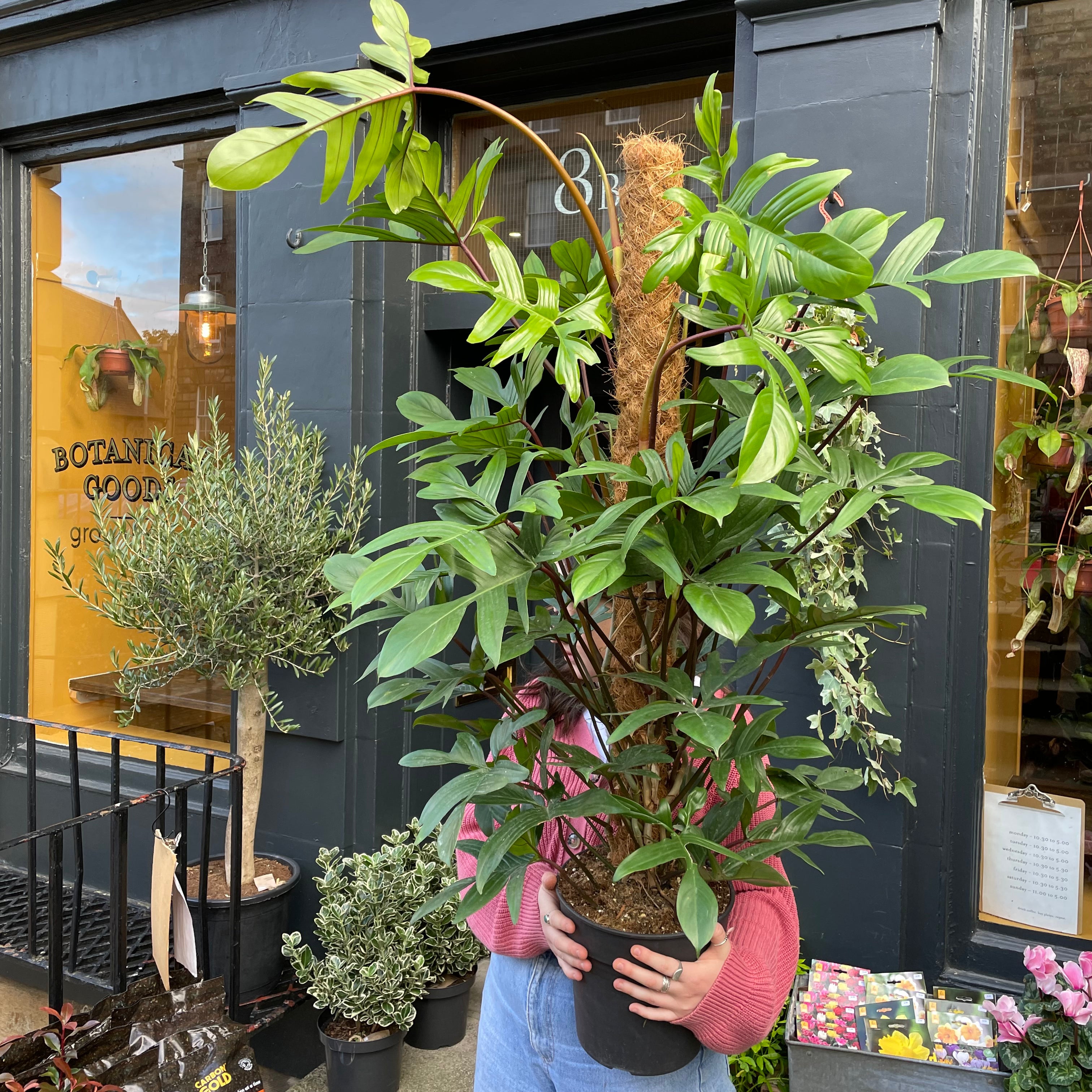 Philodendron pedatum (120cm) - grow urban. UK