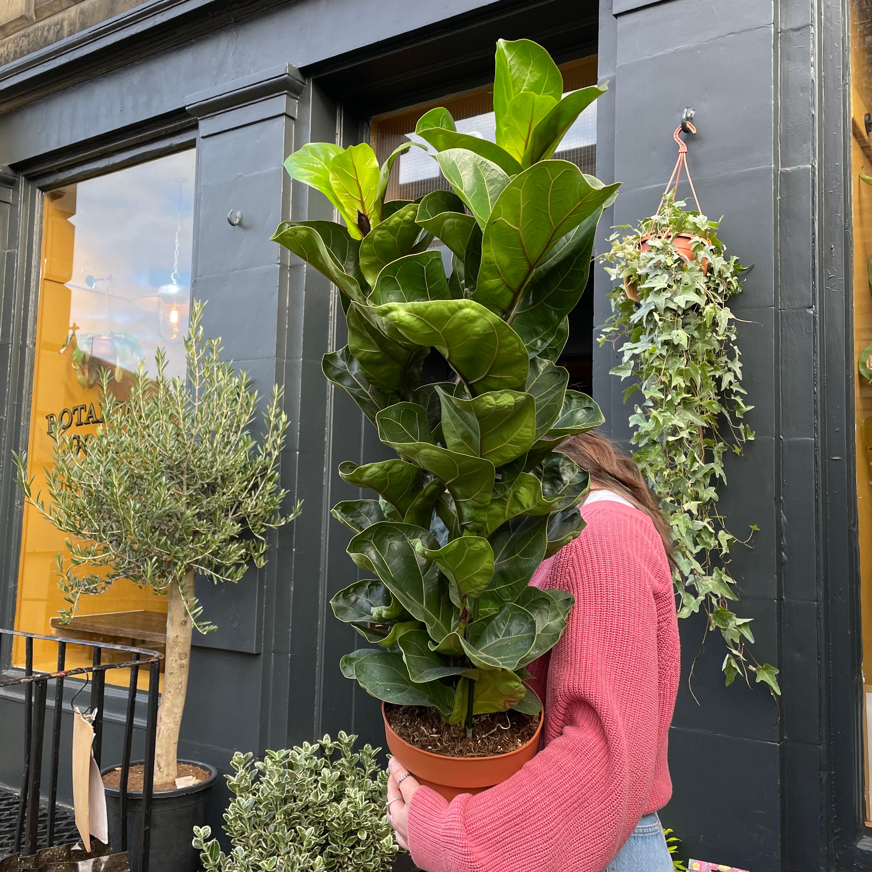 Ficus lyrata 'Bambino' (100cm) - grow urban. UK