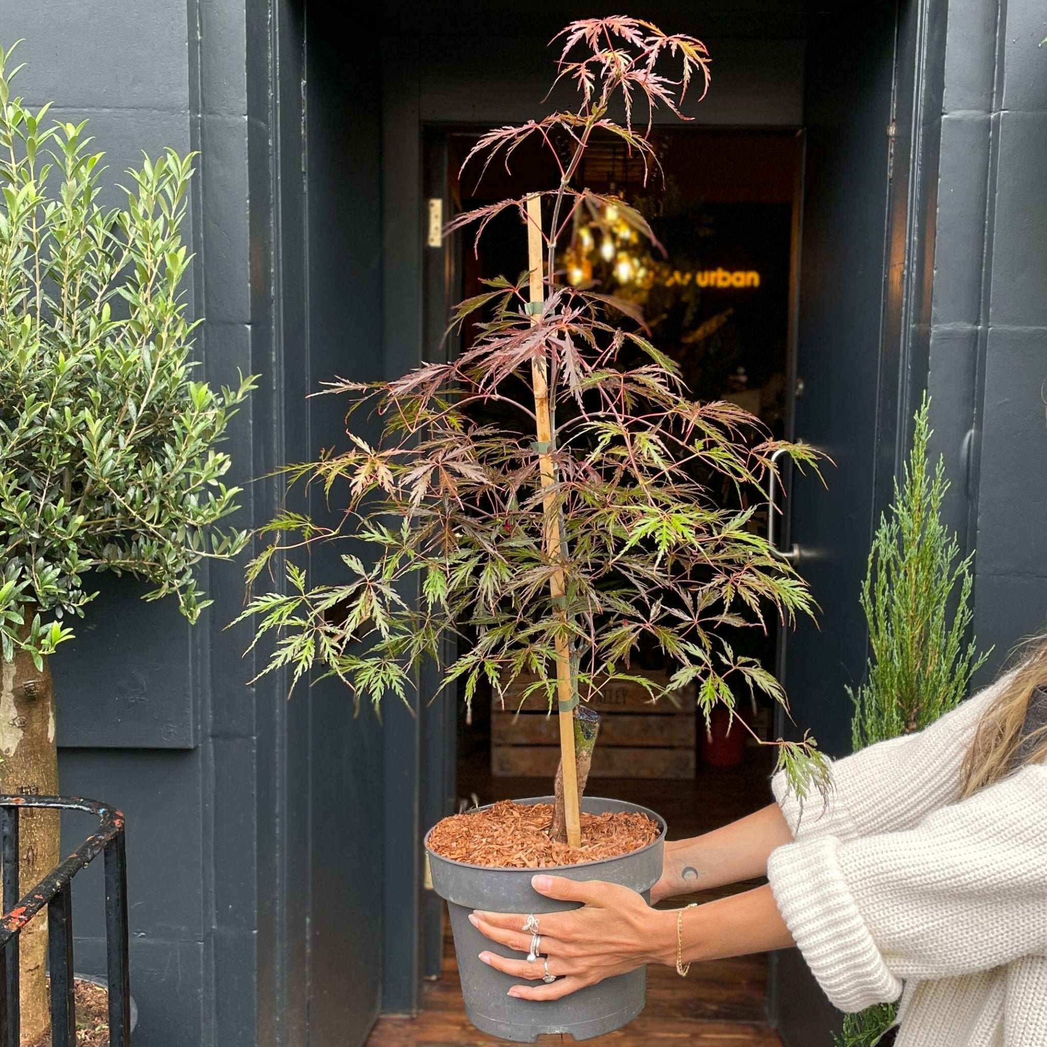 Acer palmatum 'Garnet' - grow urban. UK