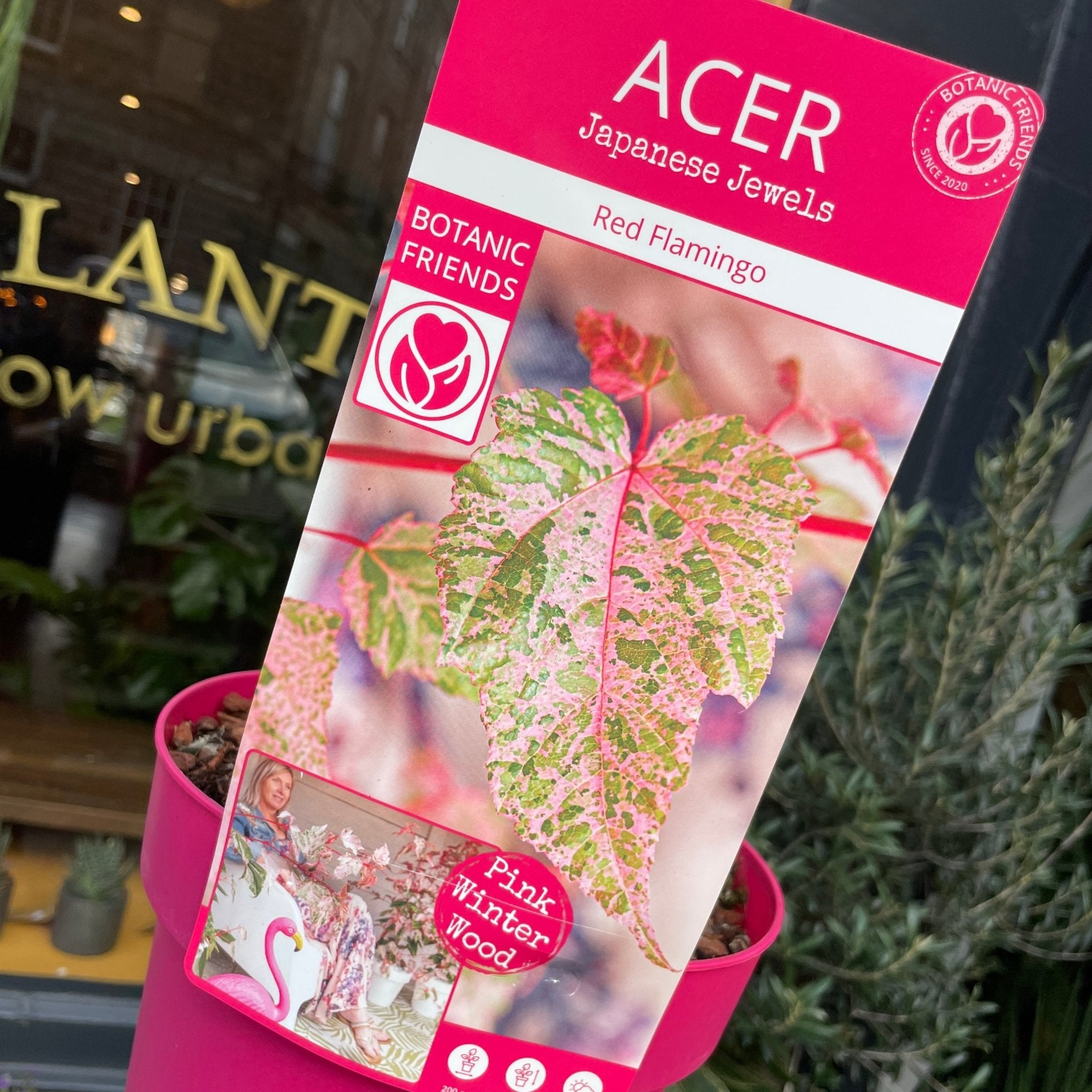 Acer 'Red Flamingo' - grow urban. UK