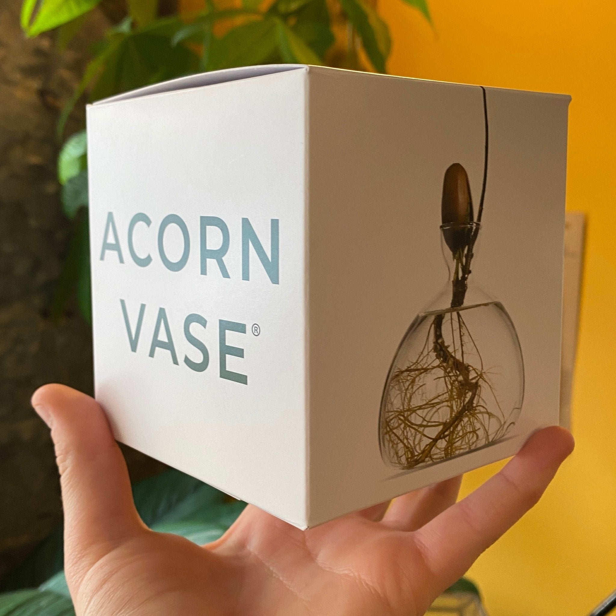 Acorn Vase - grow urban. UK