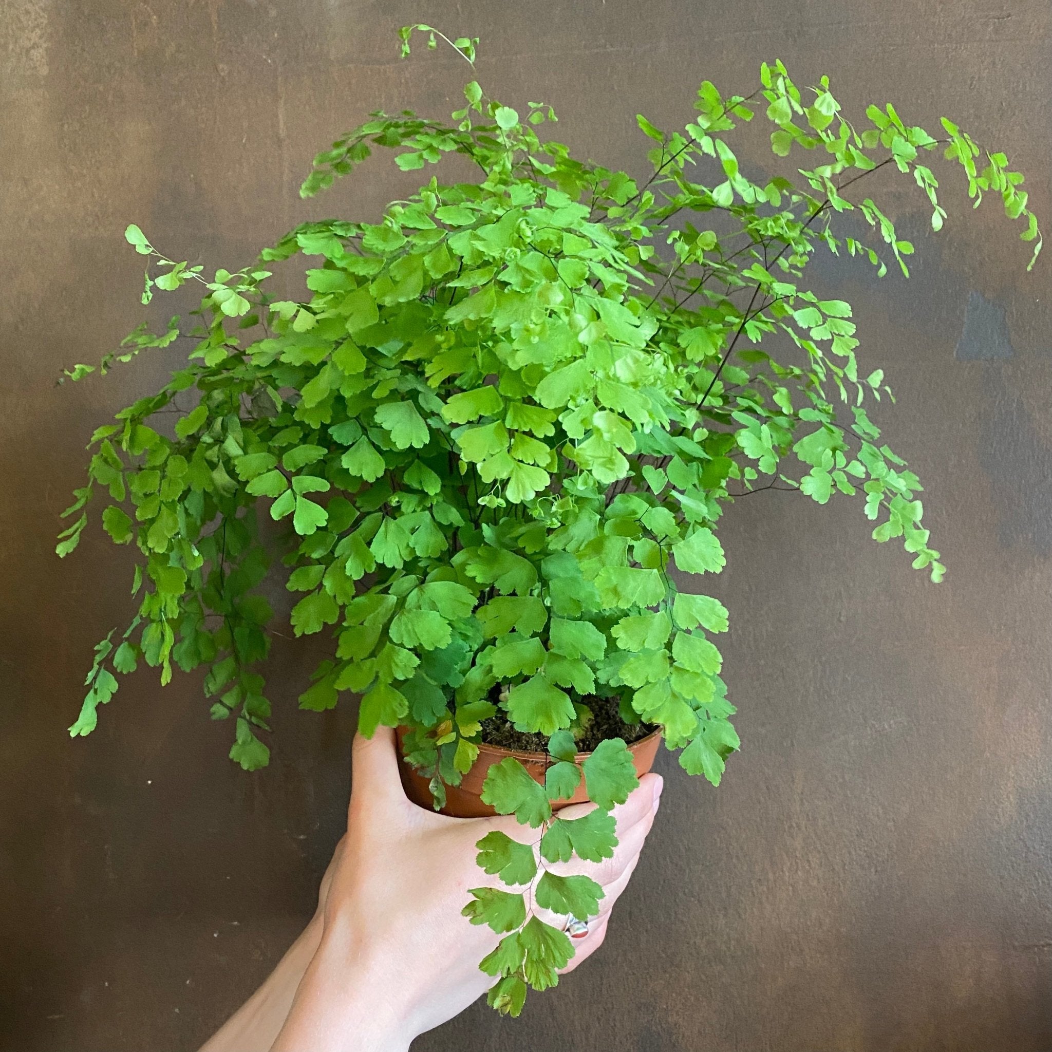 Adiantum raddianum (14cm pot) - grow urban. UK