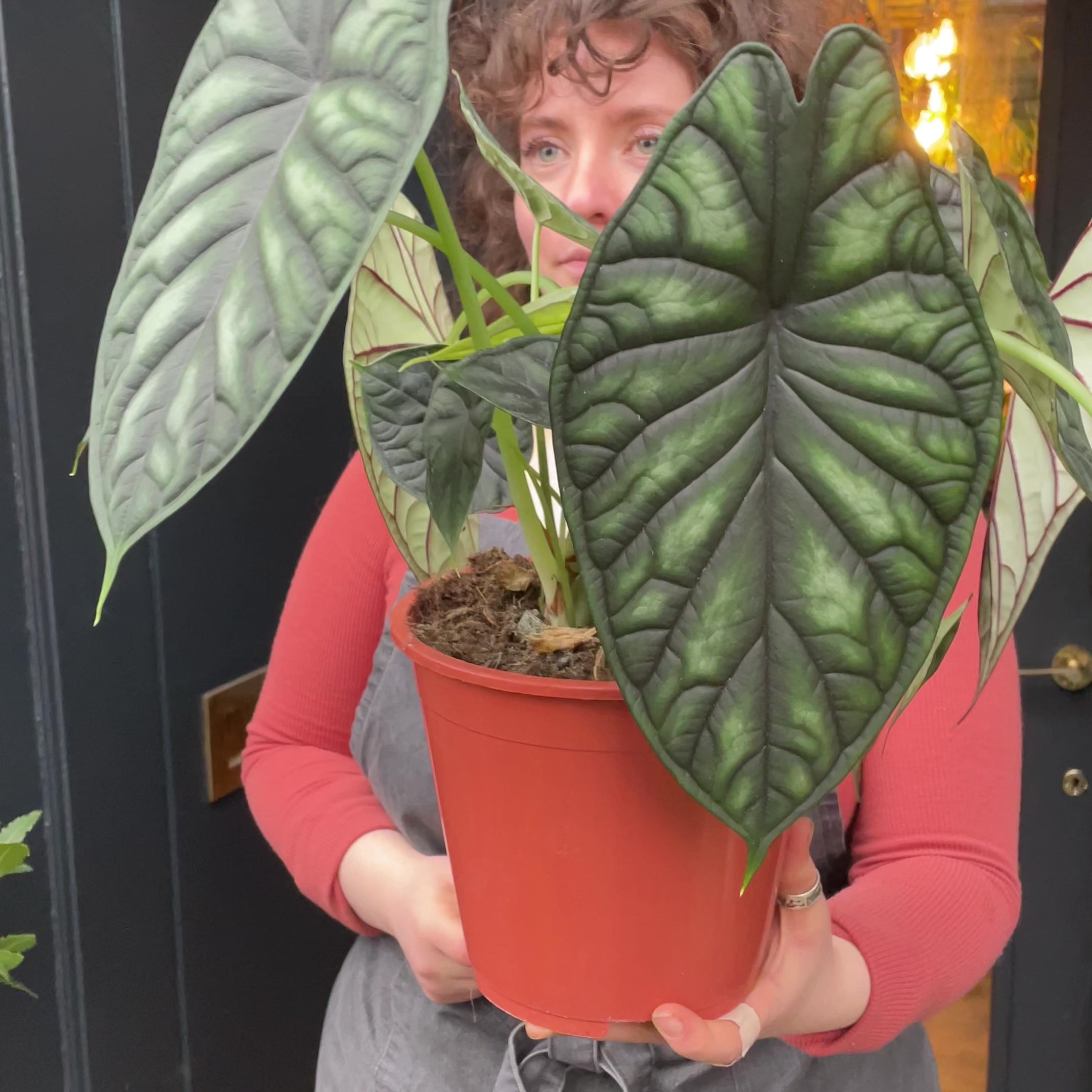 calathea dragon scale Alocasia 'Dragon Scale' (19cm pot)
