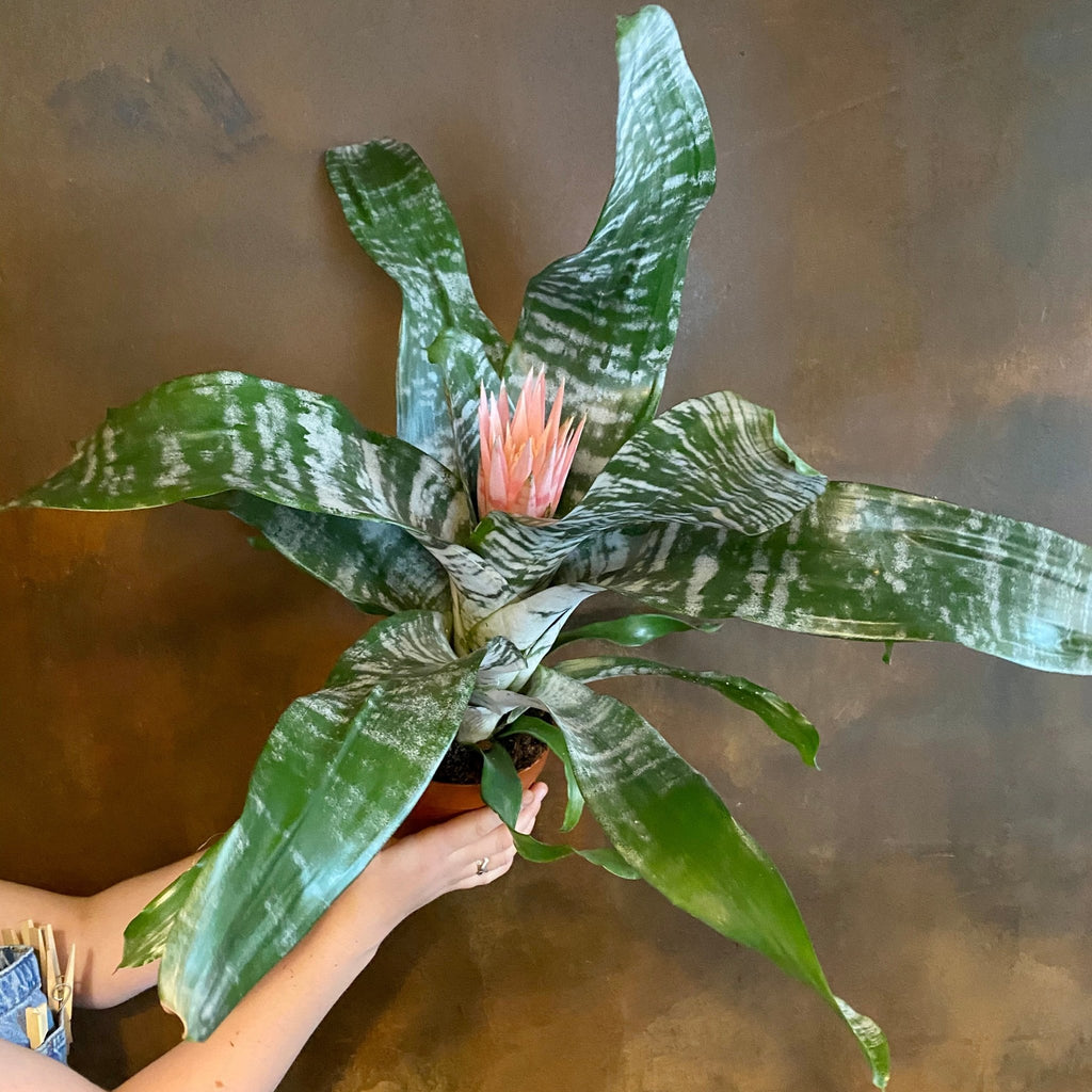 aechmea dean philodendron Aechmea 'Primera'