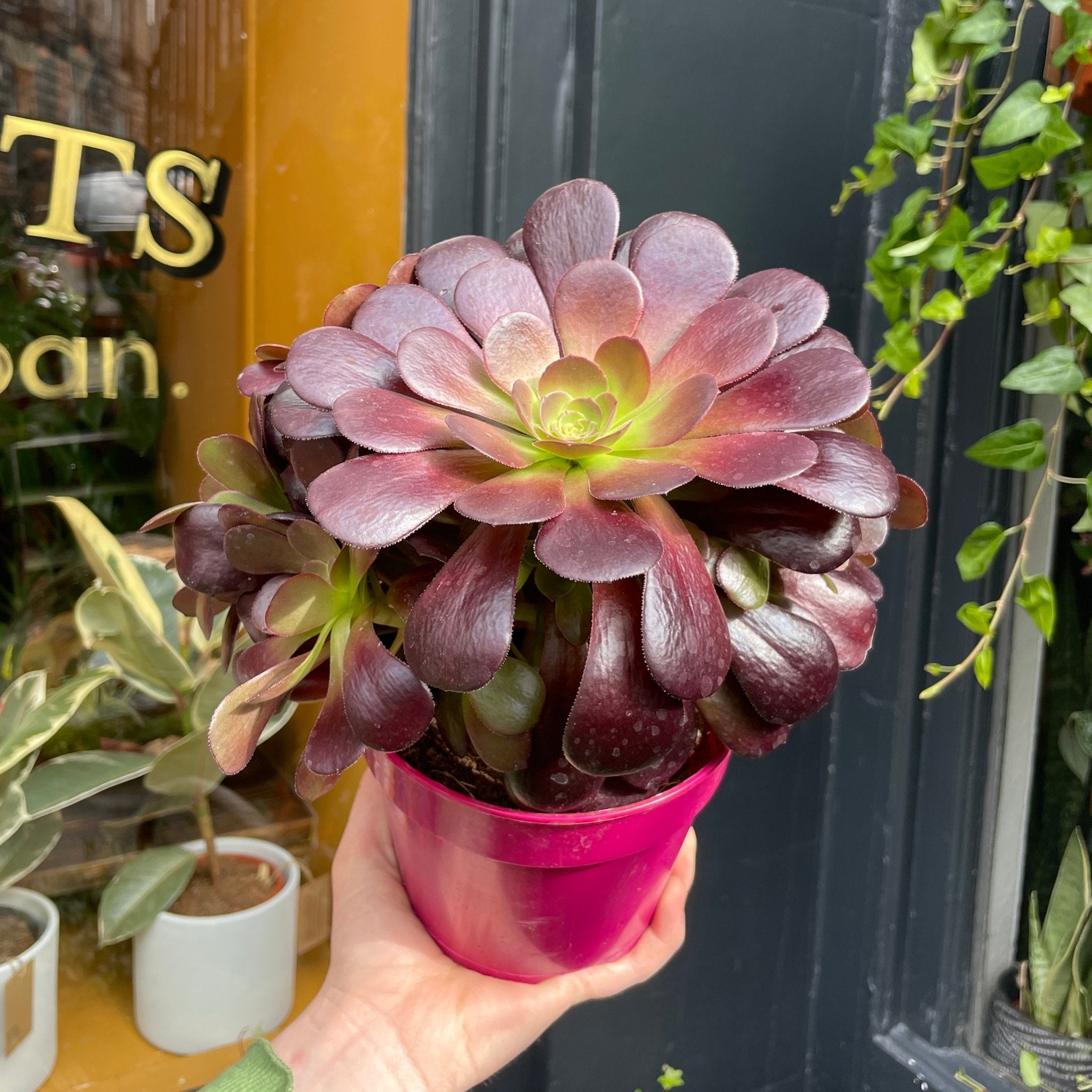Aeonium arboreum | grow urban. Edinburgh