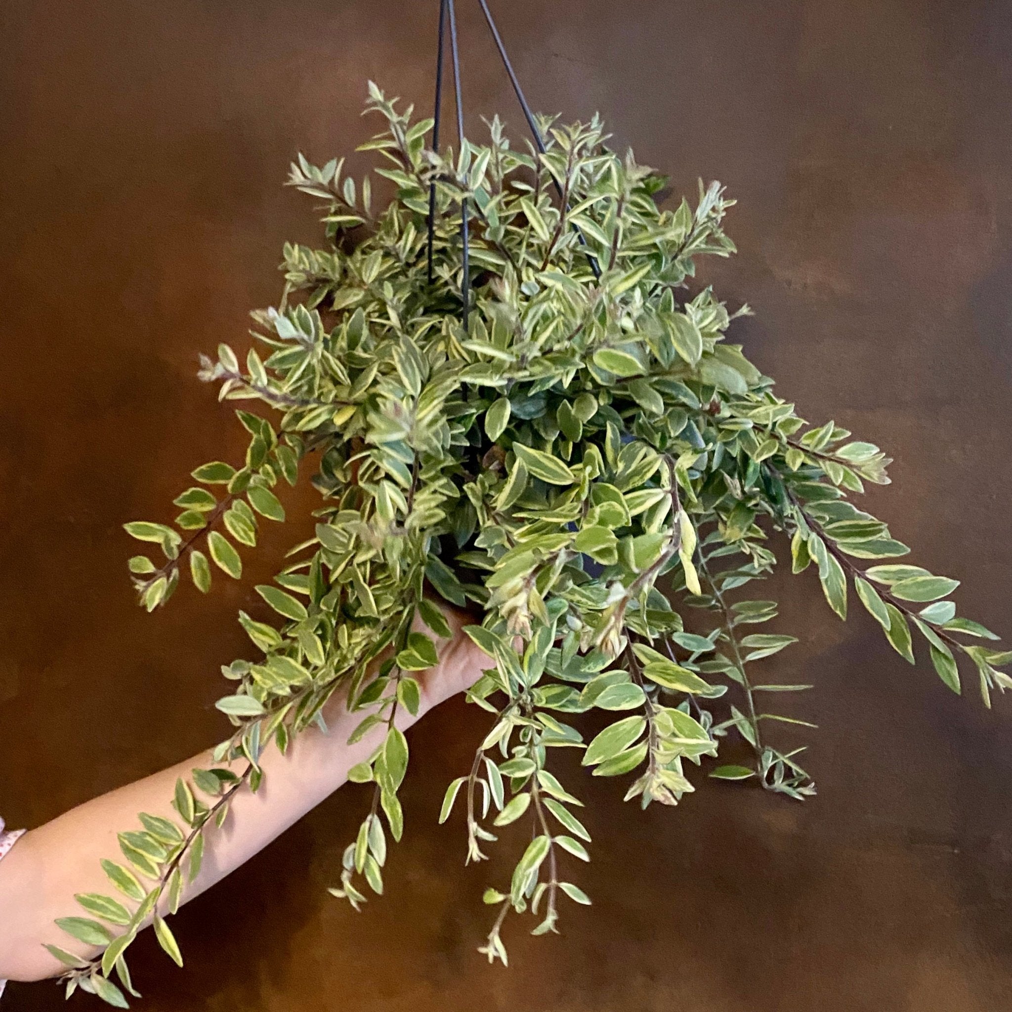 Aeschynanthus ‘Bolero Bicolore’ - grow urban. UK
