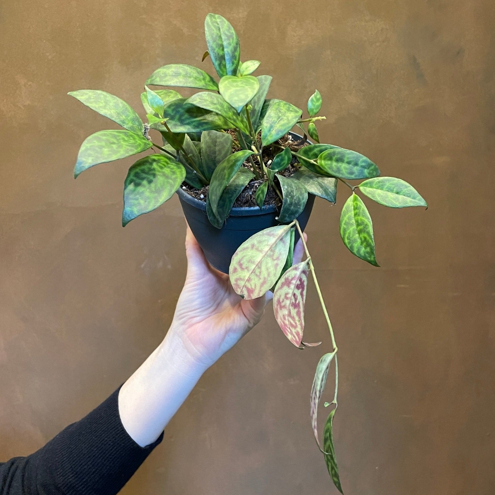 Aeschynanthus marmoratus (12cm pot) - grow urban. UK
