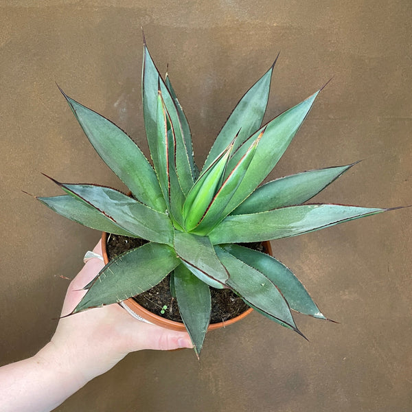 Agave 'Shaka Zulu' | grow urban. Edinburgh