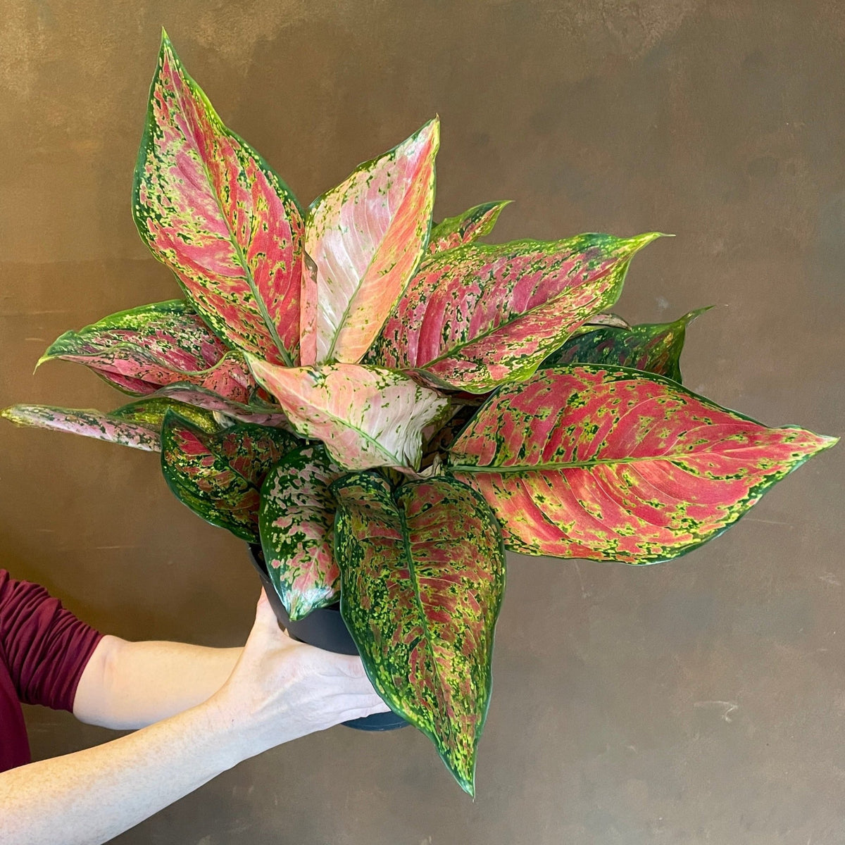 aglaonema crimson Aglaonema 'Crimson Love'