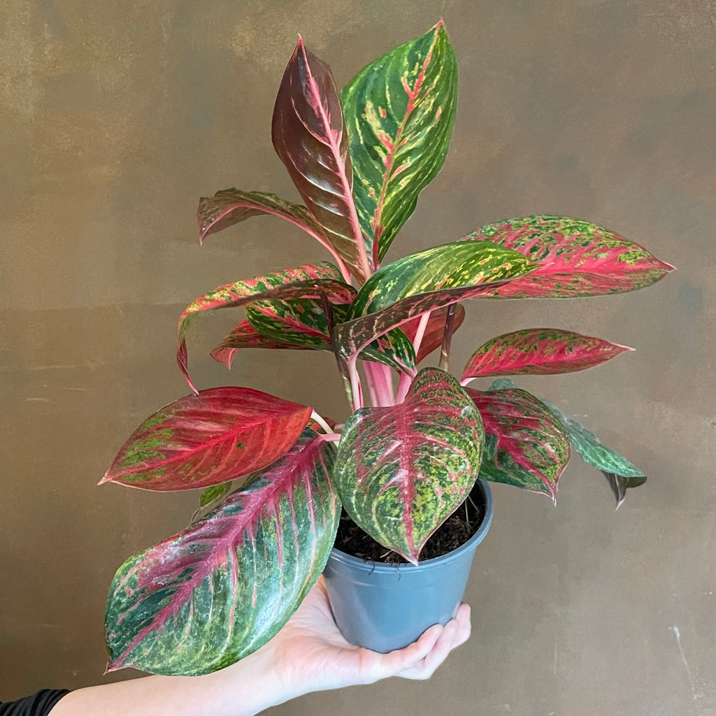 aglaonema garnet Aglaonema 'Garnet Coltrane'